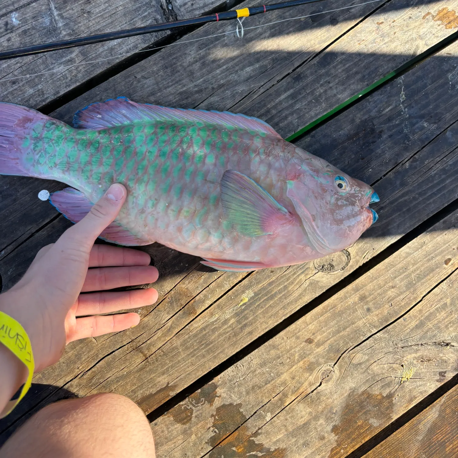 The most popular recent Queen parrotfish catch on Fishbrain