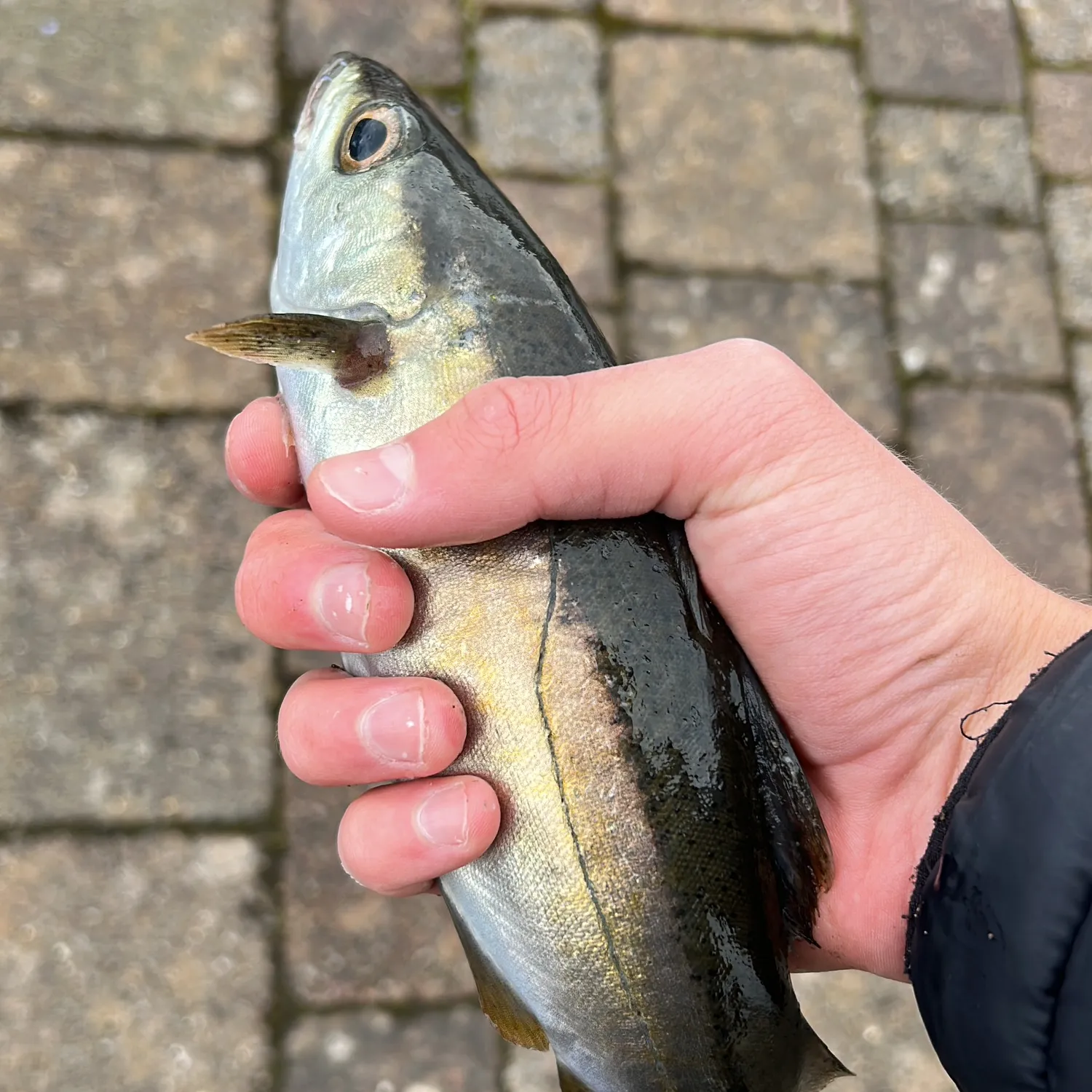 The most popular recent Alaska pollock catch on Fishbrain