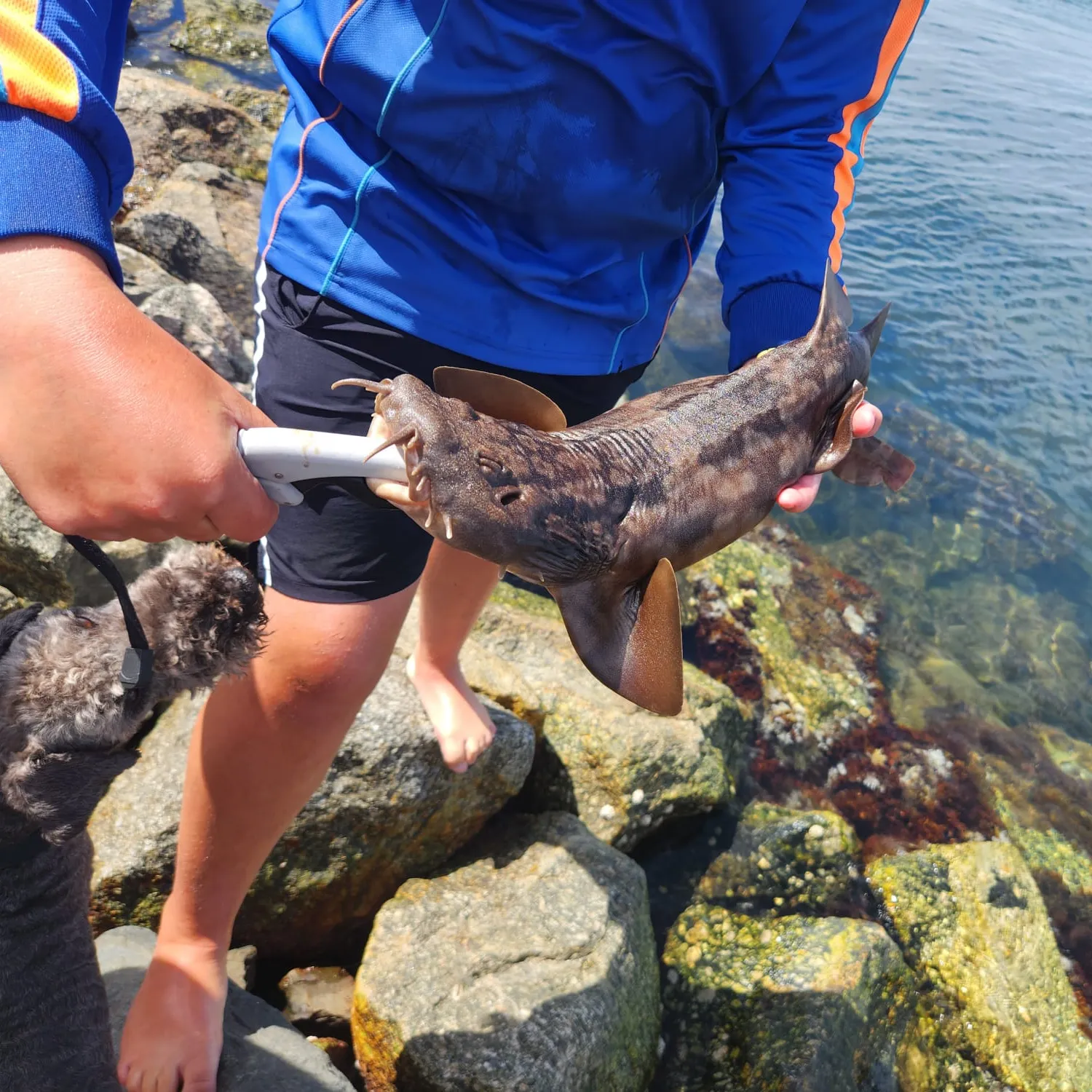 The most popular recent Spotted wobbegong catch on Fishbrain