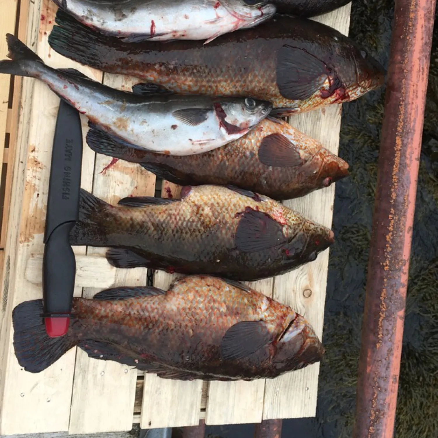 recently logged catches