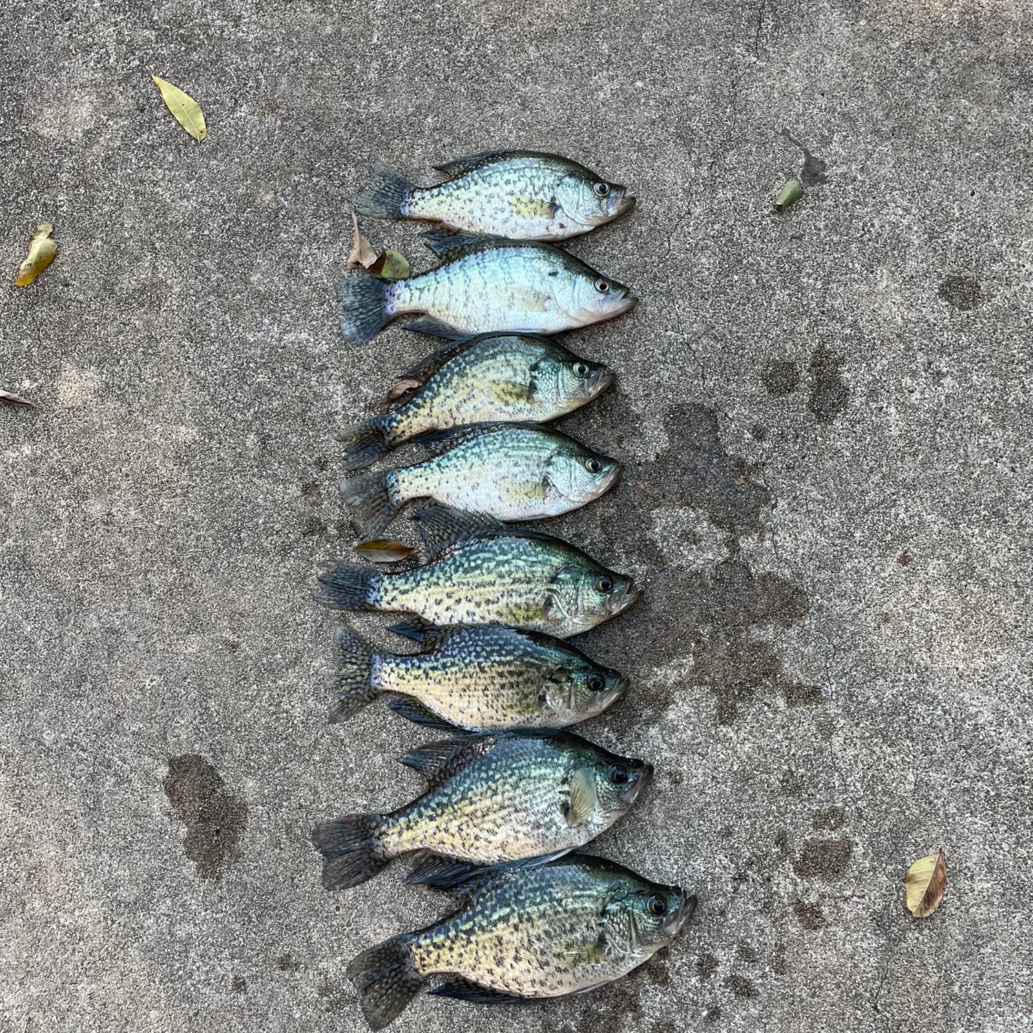 recently logged catches