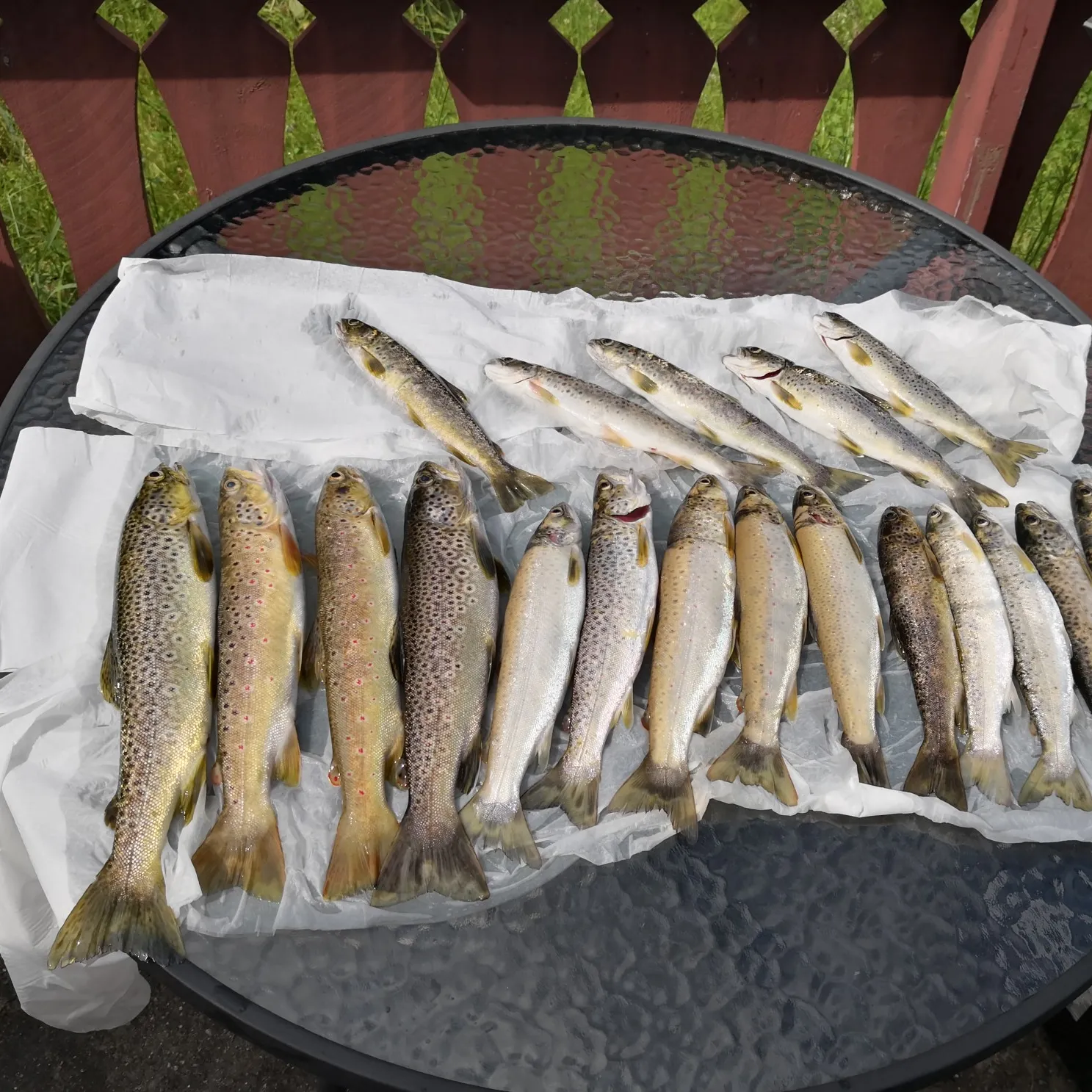 recently logged catches