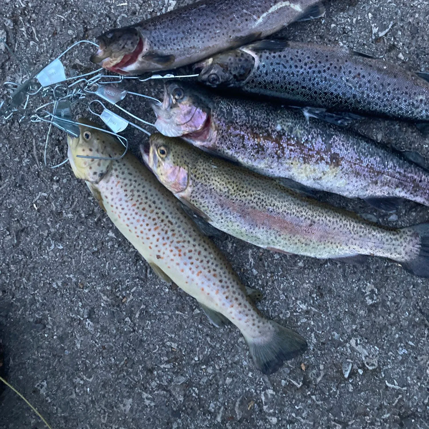 recently logged catches