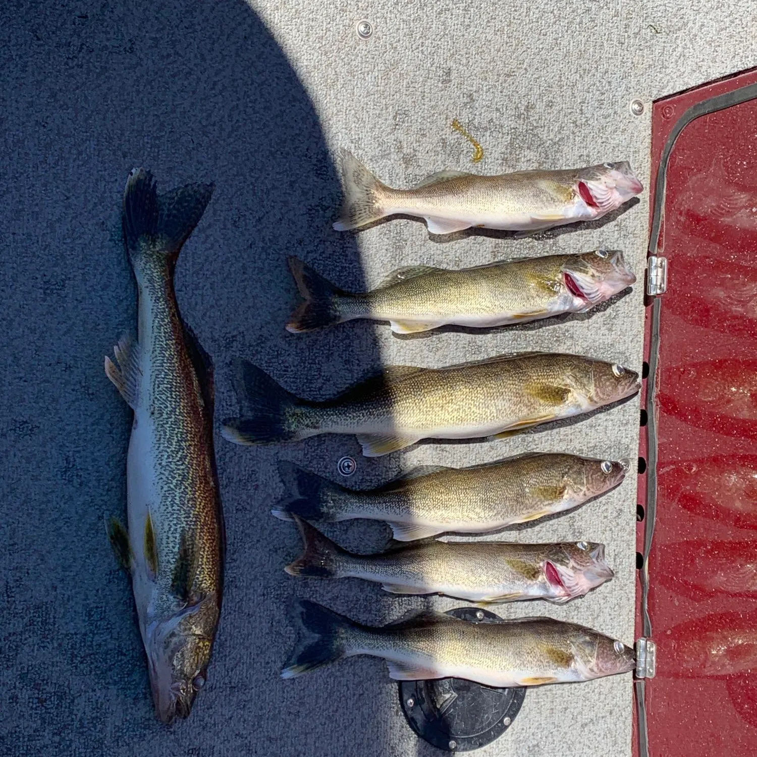 recently logged catches