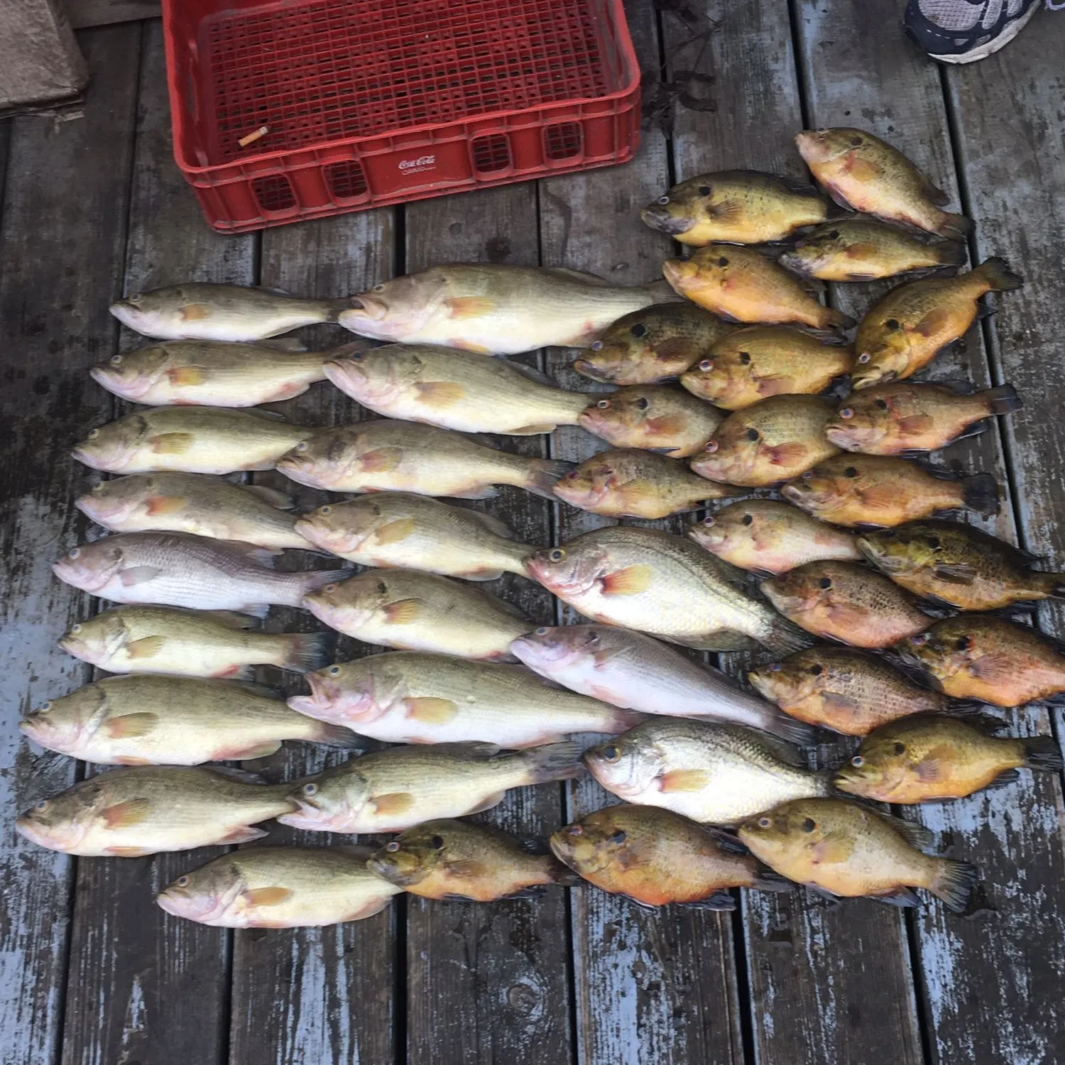 recently logged catches