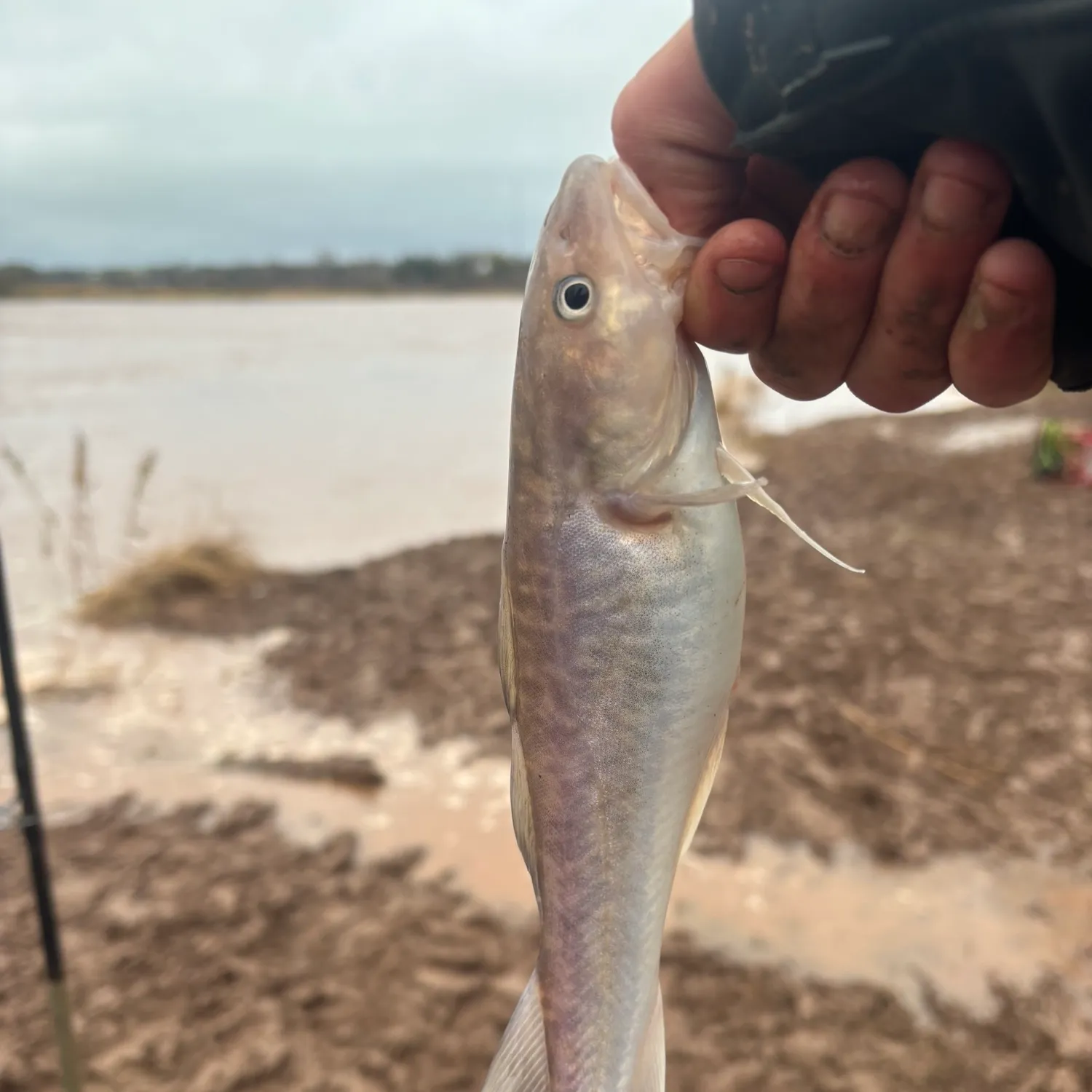 The most popular recent Atlantic tomcod catch on Fishbrain