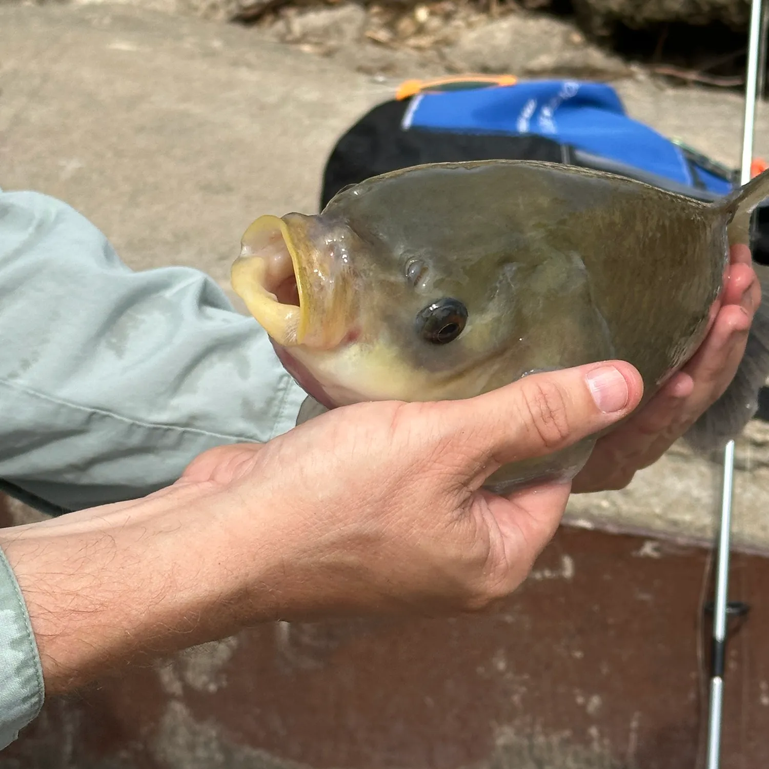 The most popular recent Bigmouth buffalo catch on Fishbrain