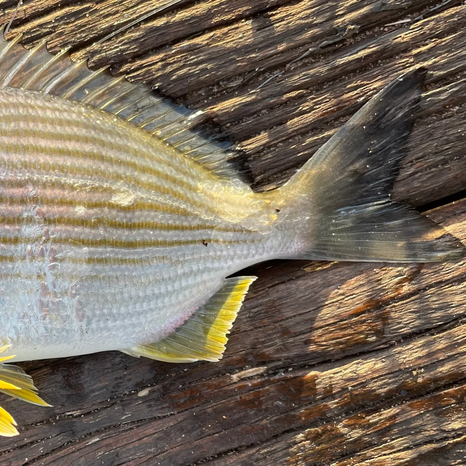 The most popular recent Goldlined seabream catch on Fishbrain