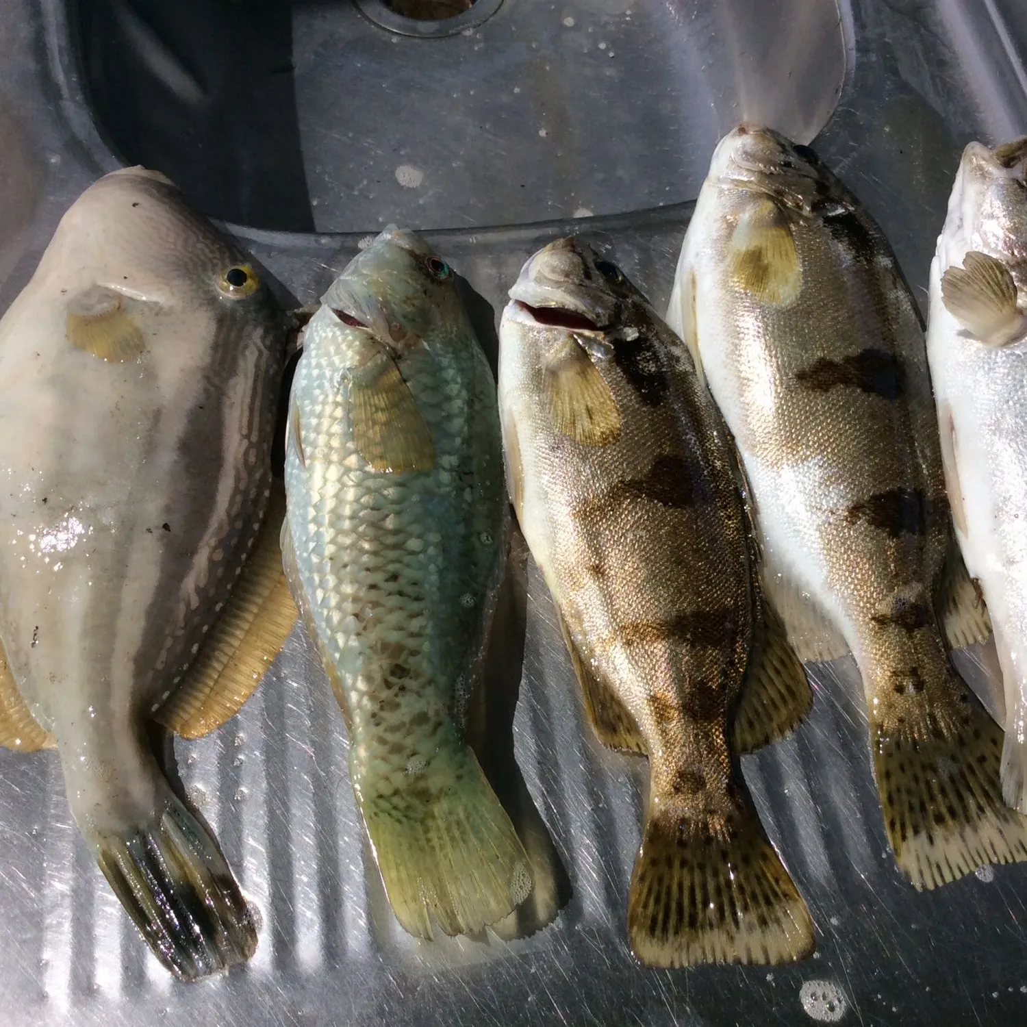 recently logged catches