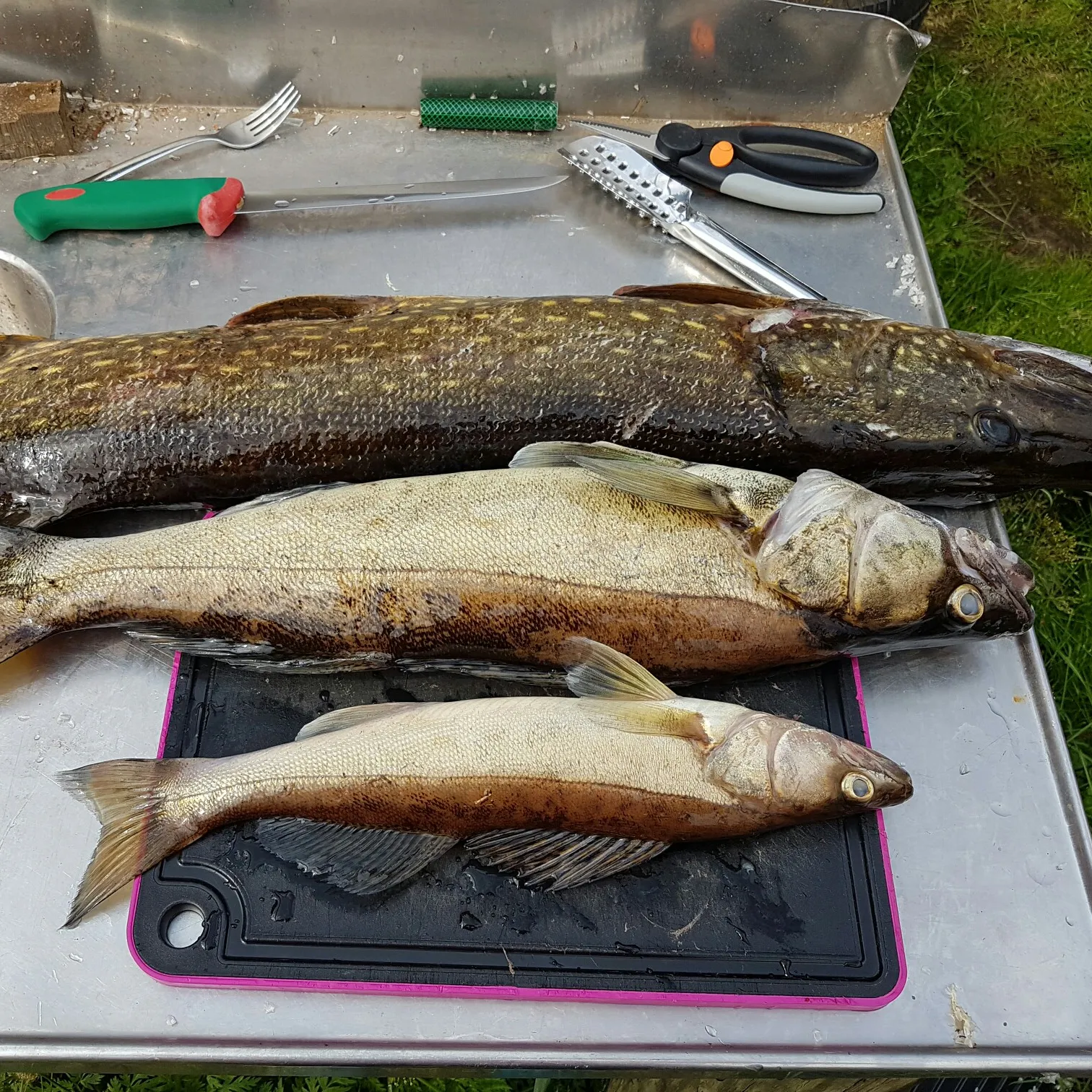 recently logged catches