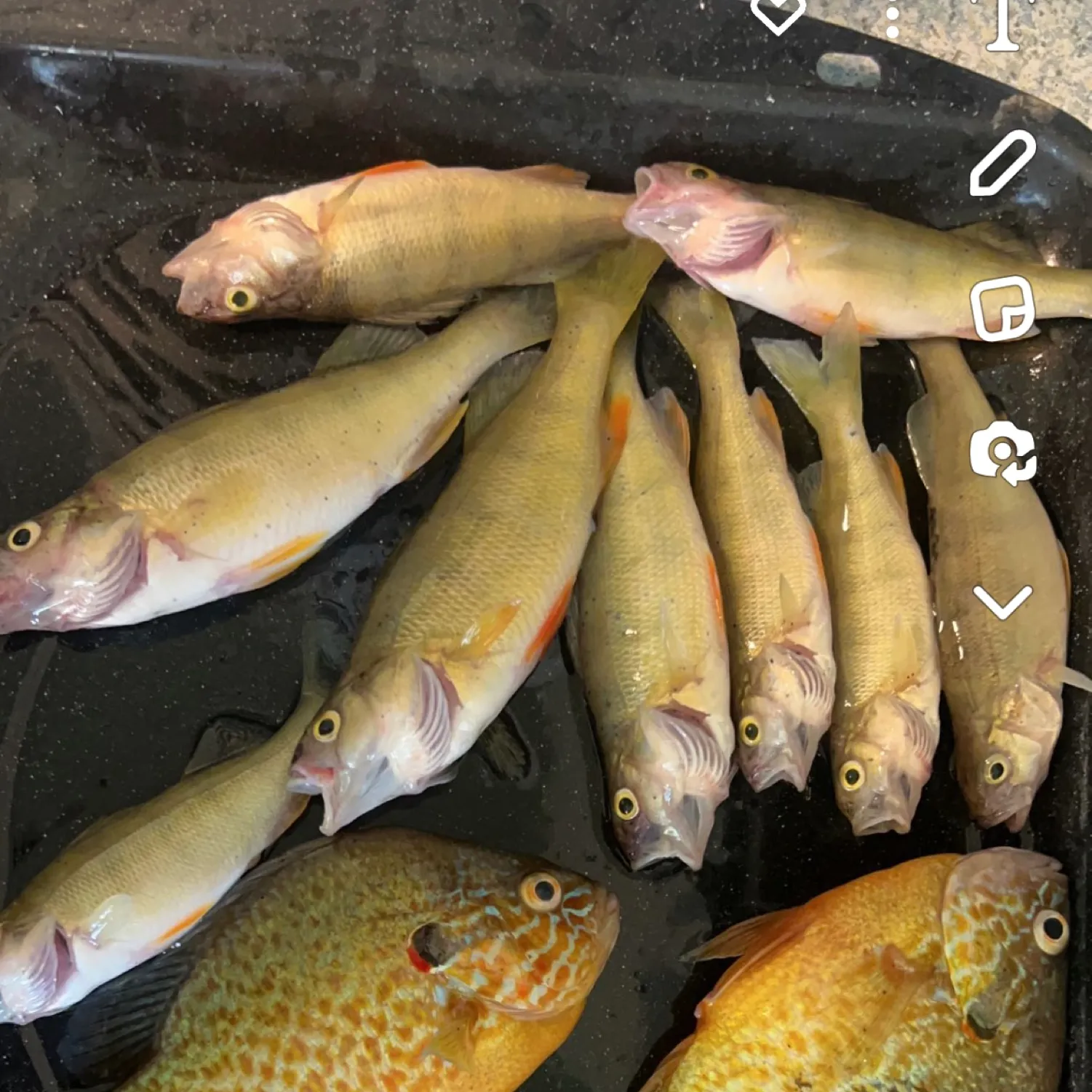 recently logged catches