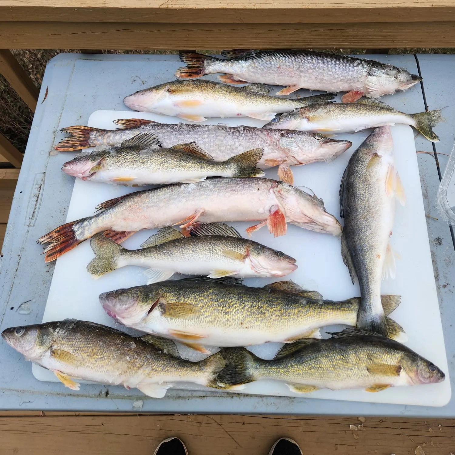 recently logged catches