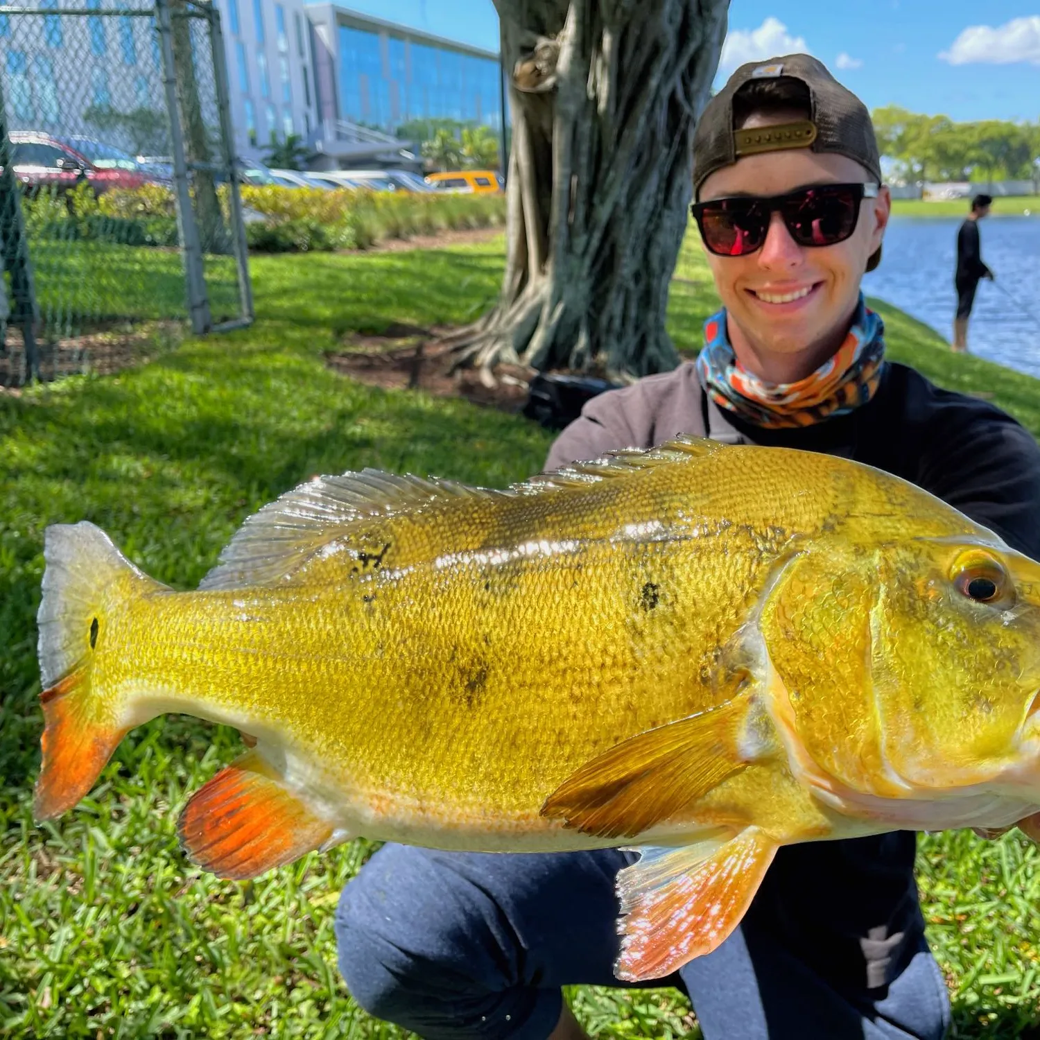 The most popular recent Butterfly peacock bass catch on Fishbrain