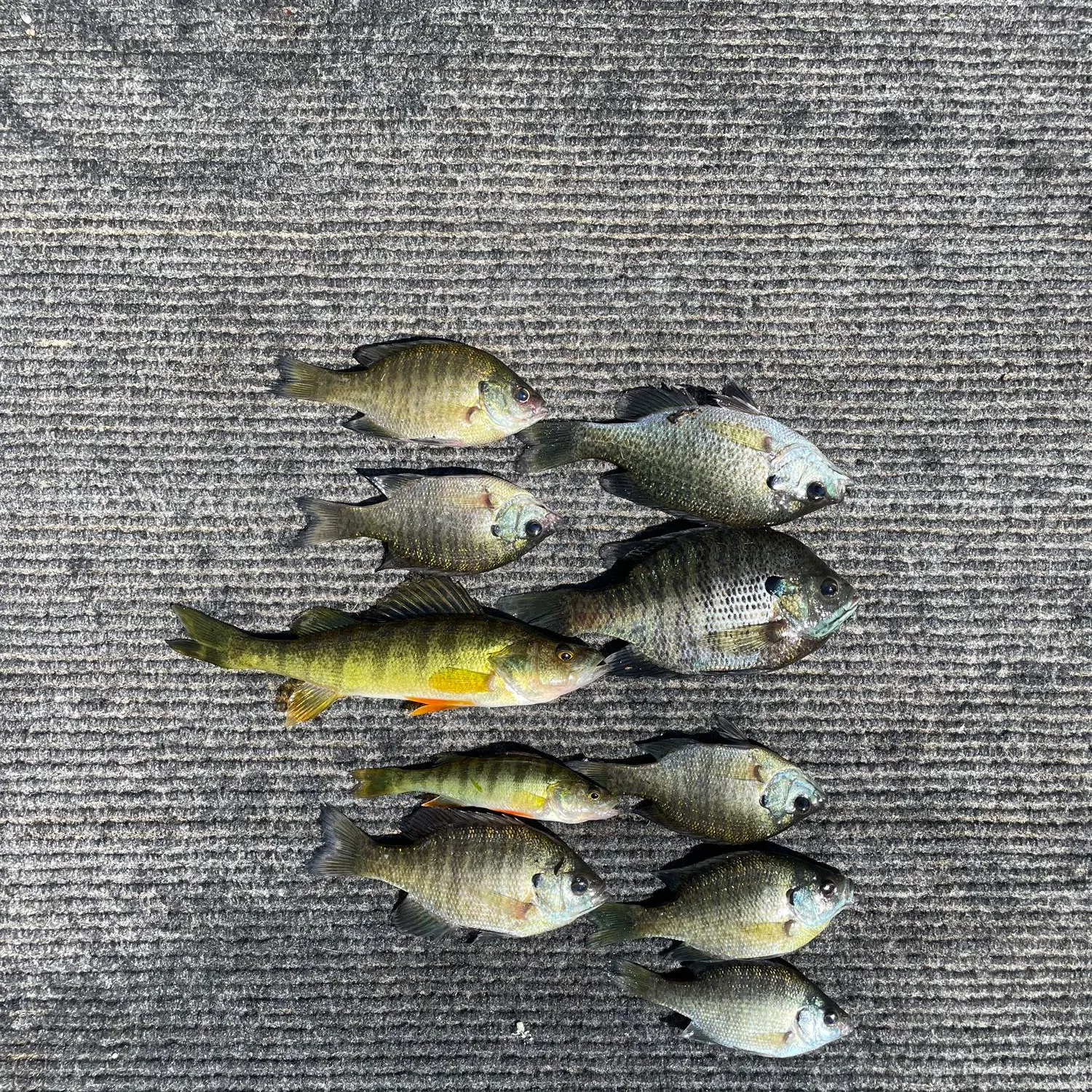 recently logged catches