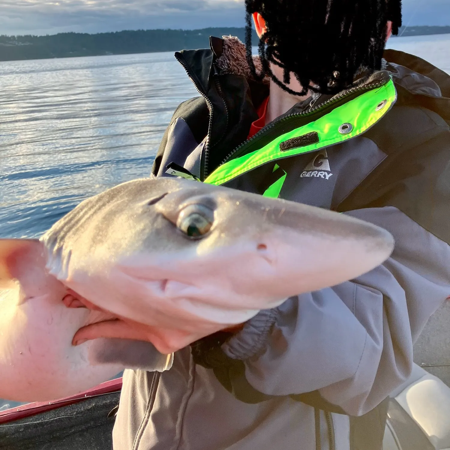 The most popular recent Piked dogfish catch on Fishbrain