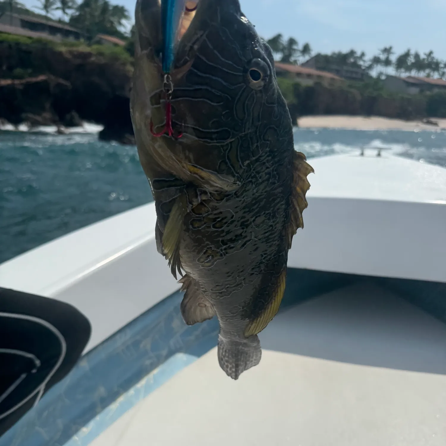 The most popular recent Broomtail grouper catch on Fishbrain