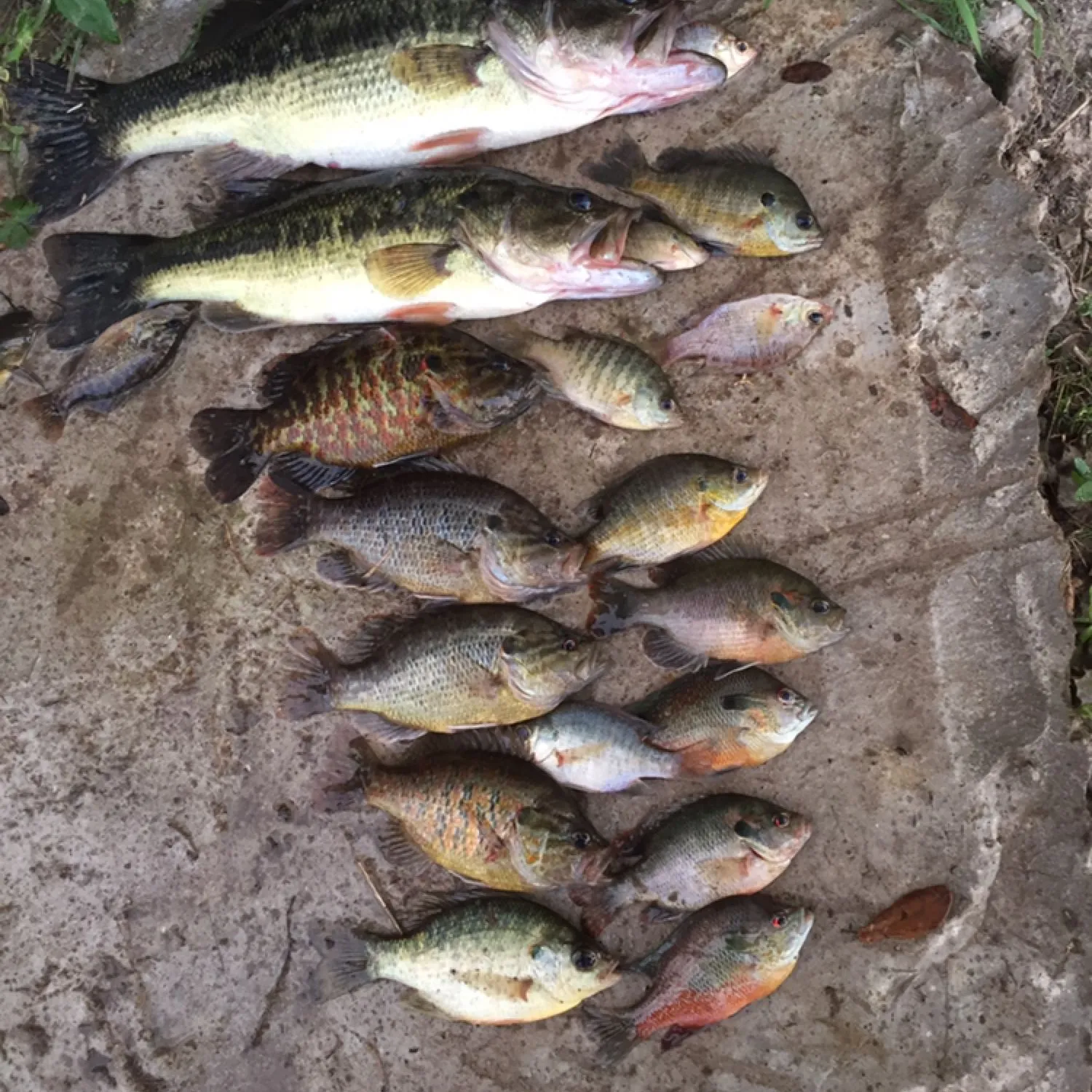 recently logged catches