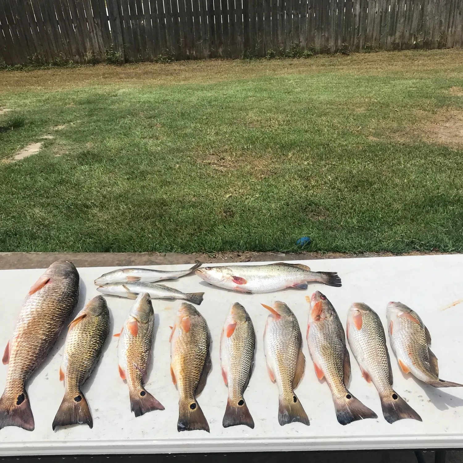 recently logged catches