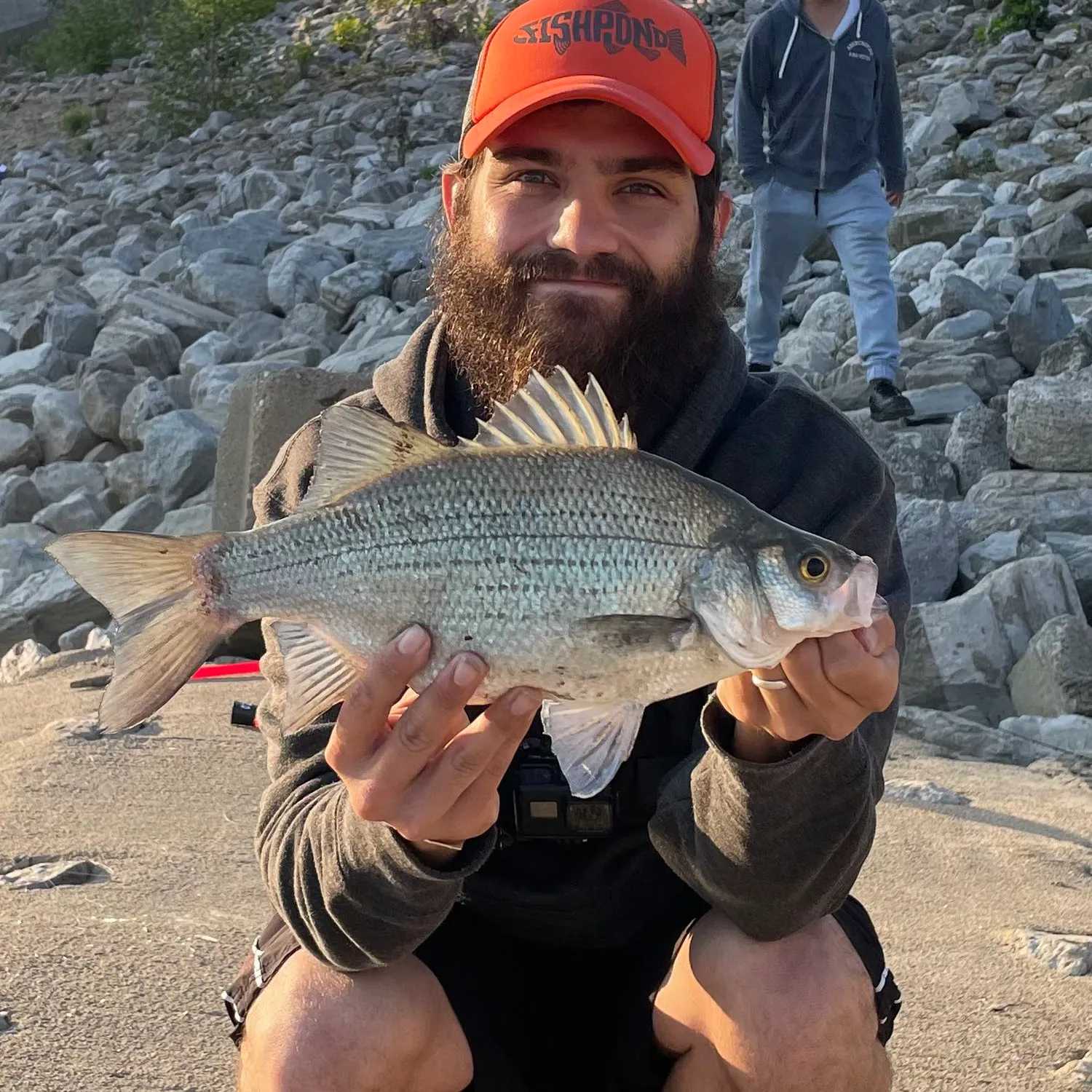 The most popular recent White bass catch on Fishbrain