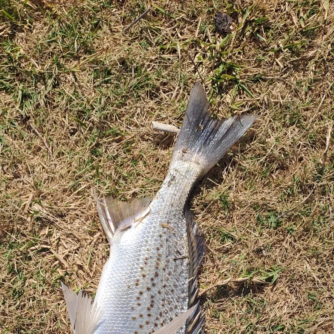 The most popular recent Smallspotted grunter catch on Fishbrain