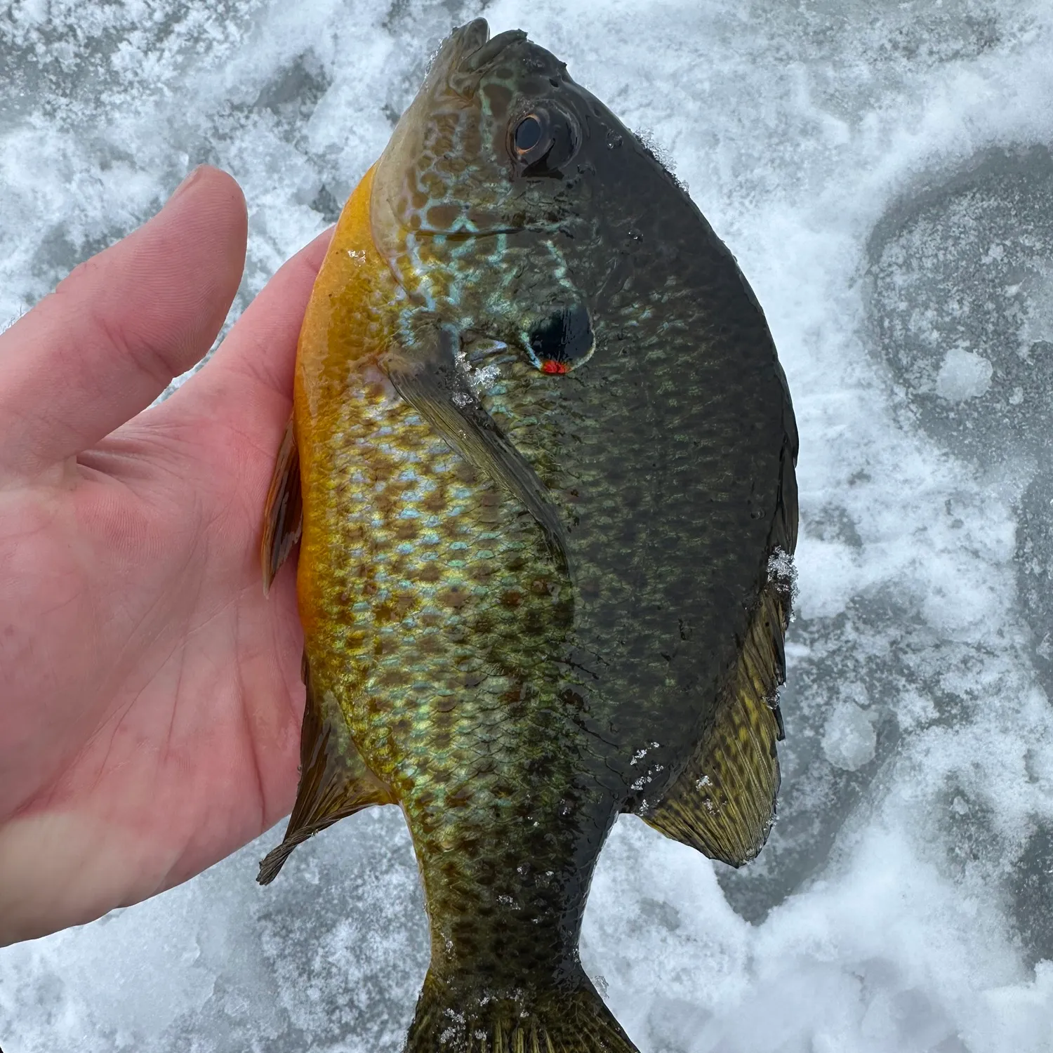 The most popular recent Pumpkinseed catch on Fishbrain