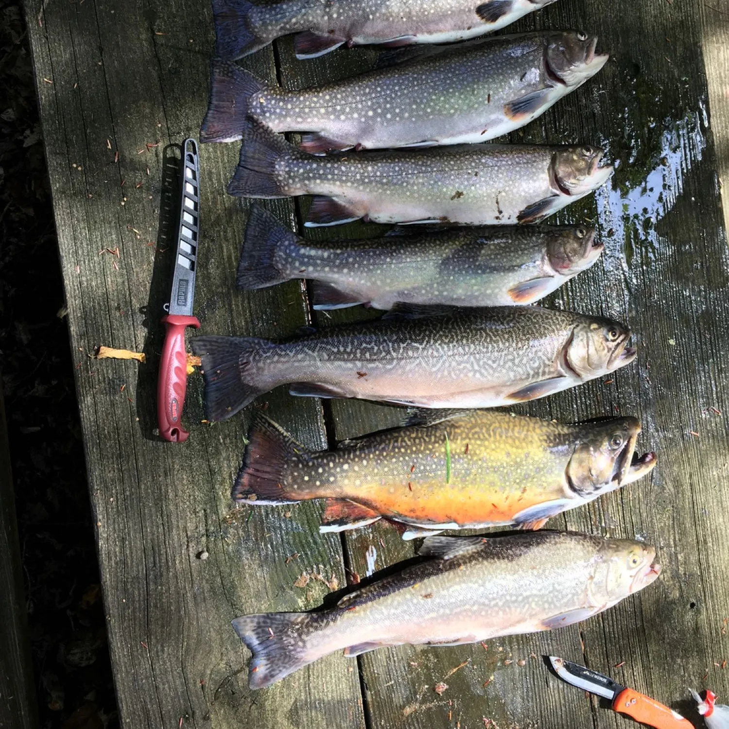 recently logged catches