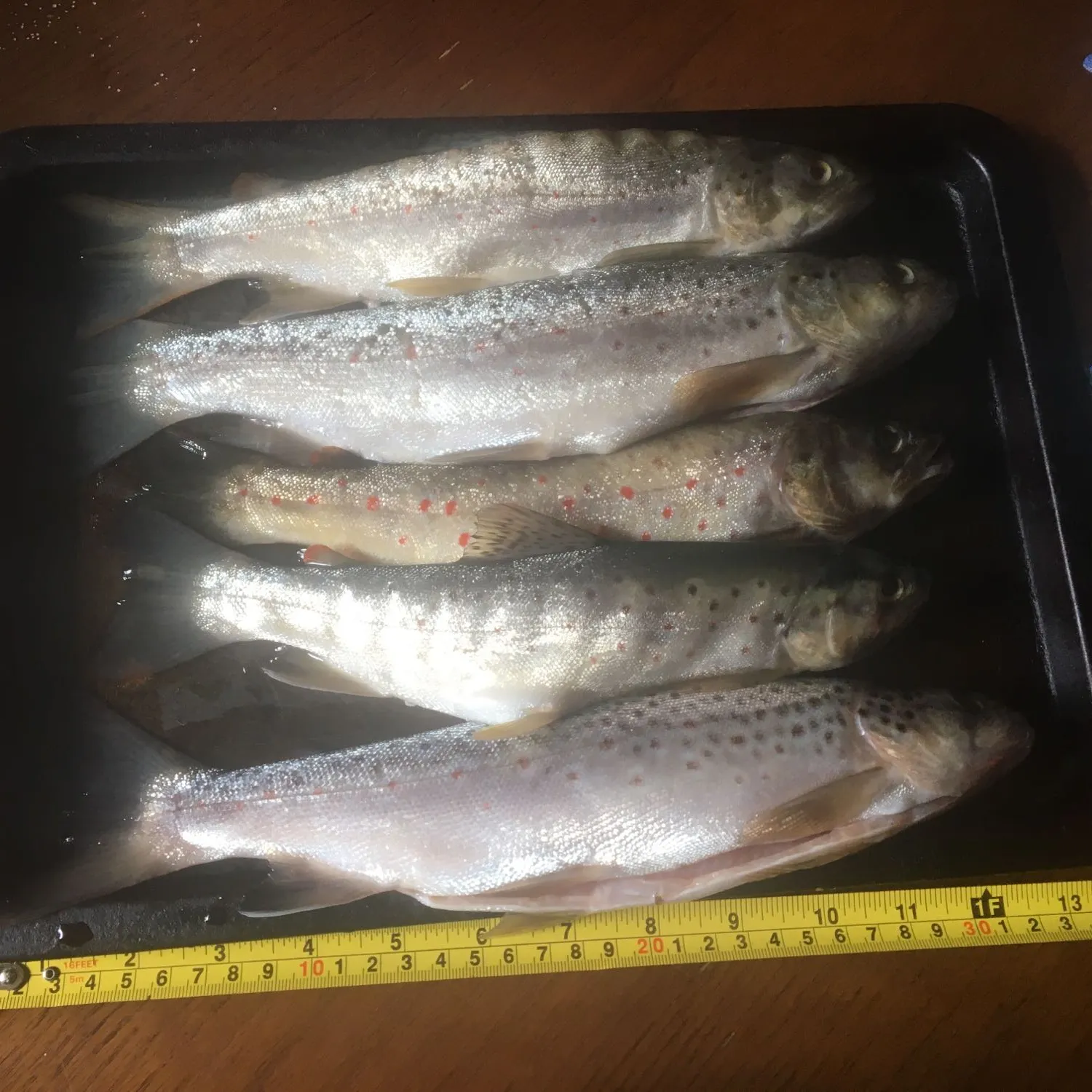 recently logged catches