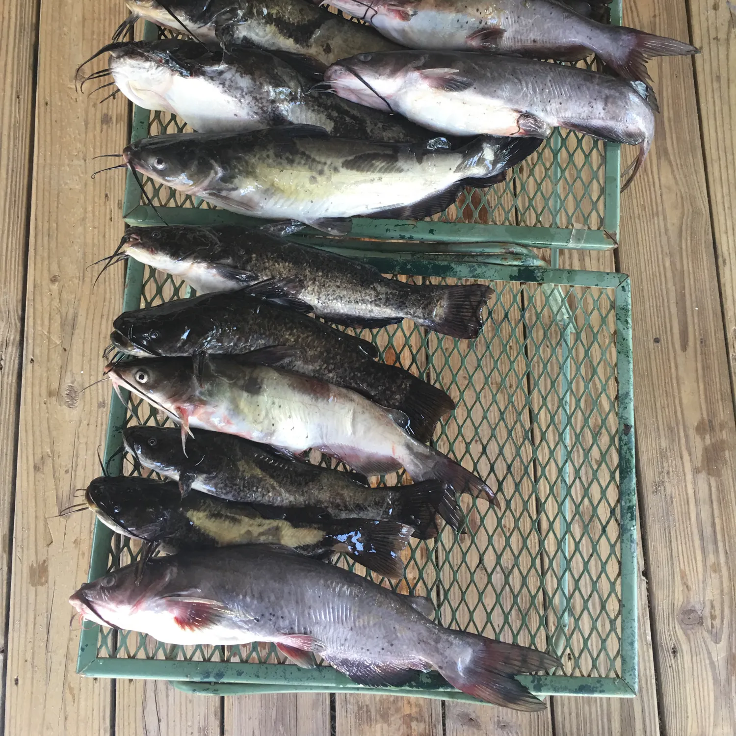 recently logged catches