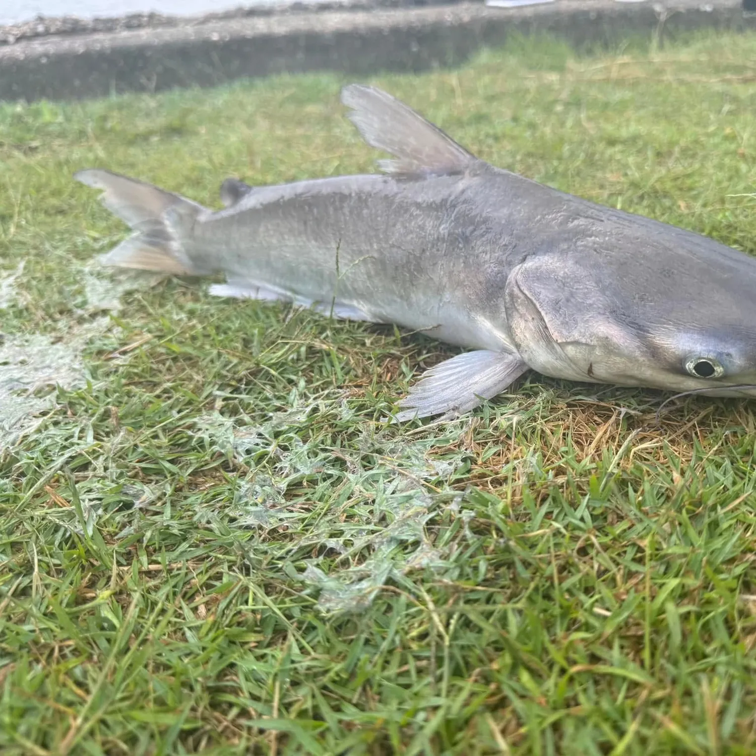 The most popular recent Blue salmon catfish catch on Fishbrain