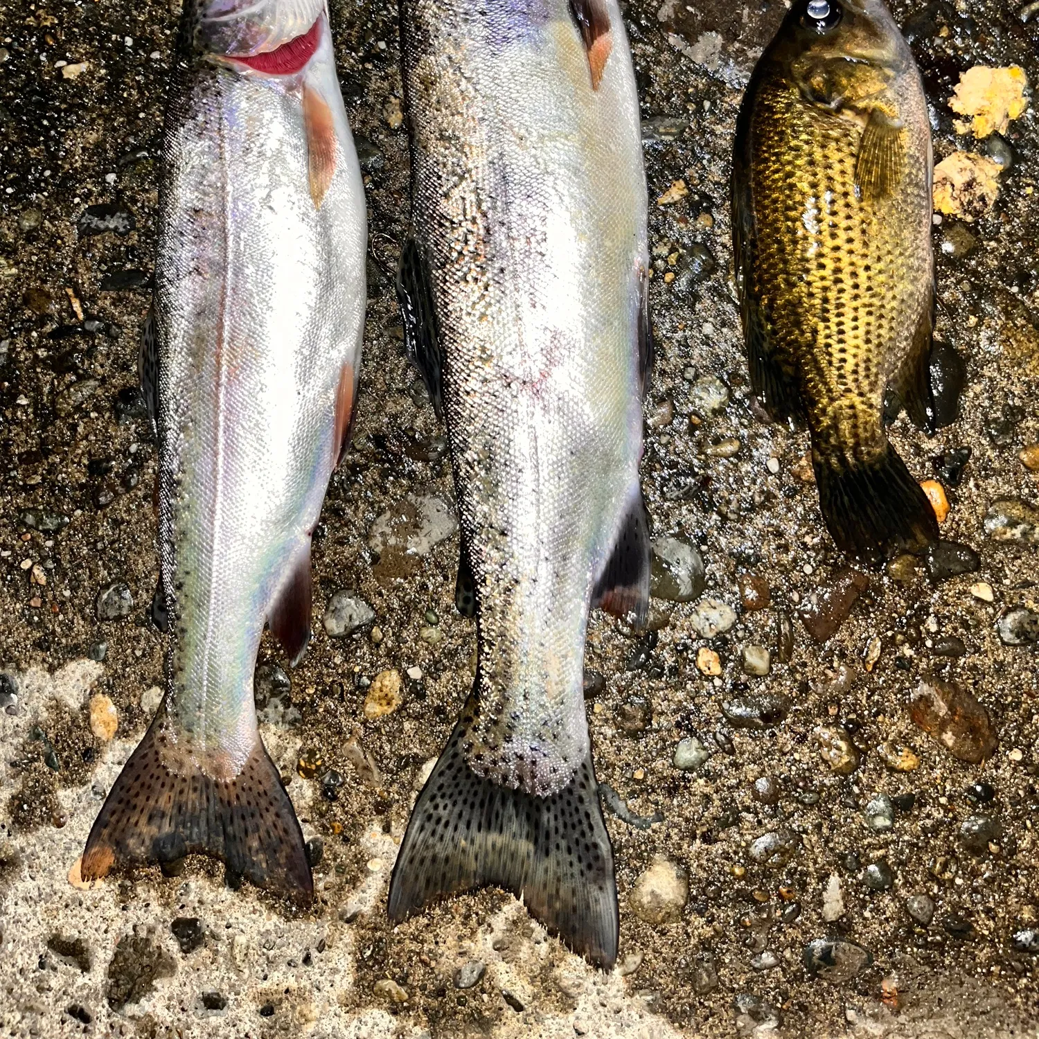 recently logged catches