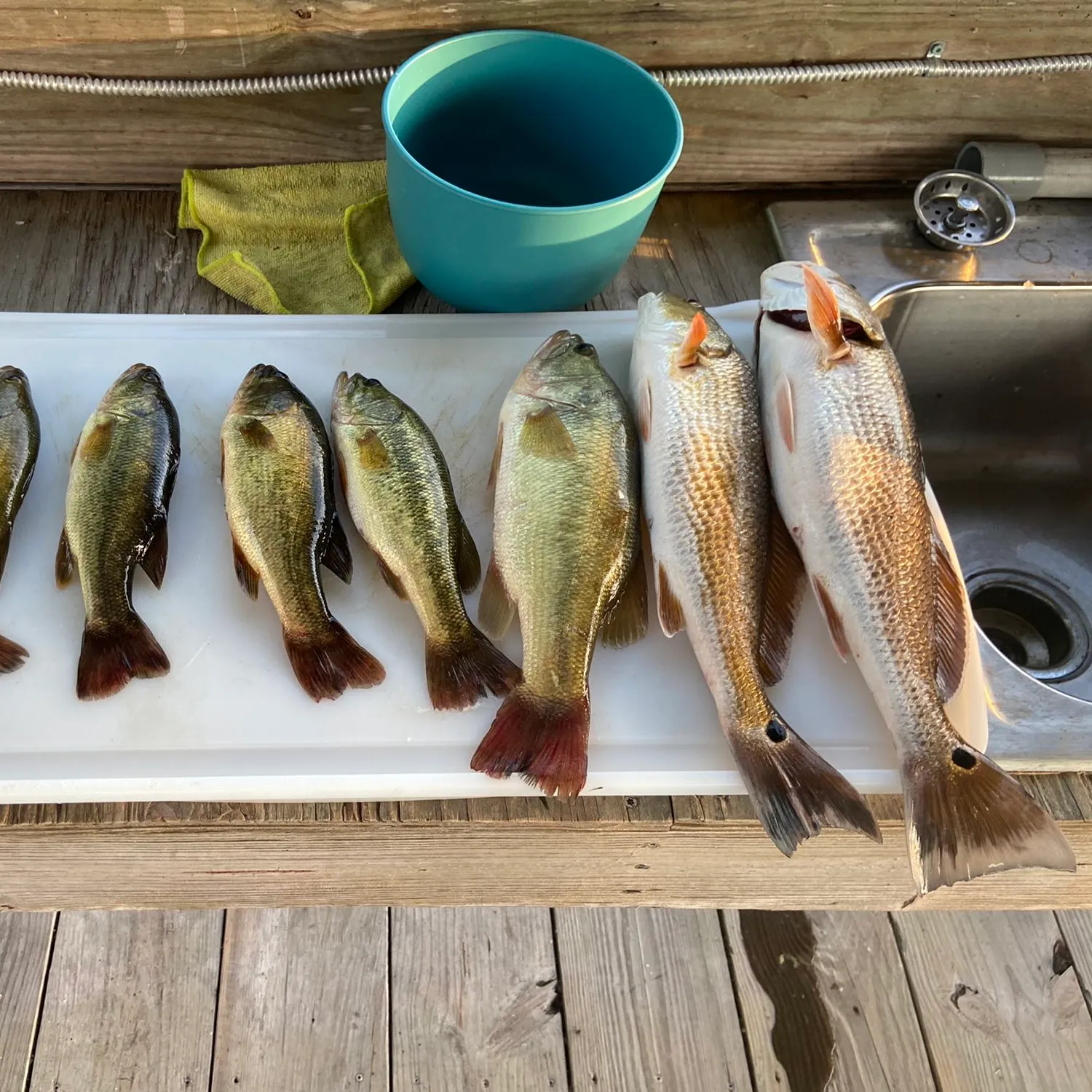 recently logged catches