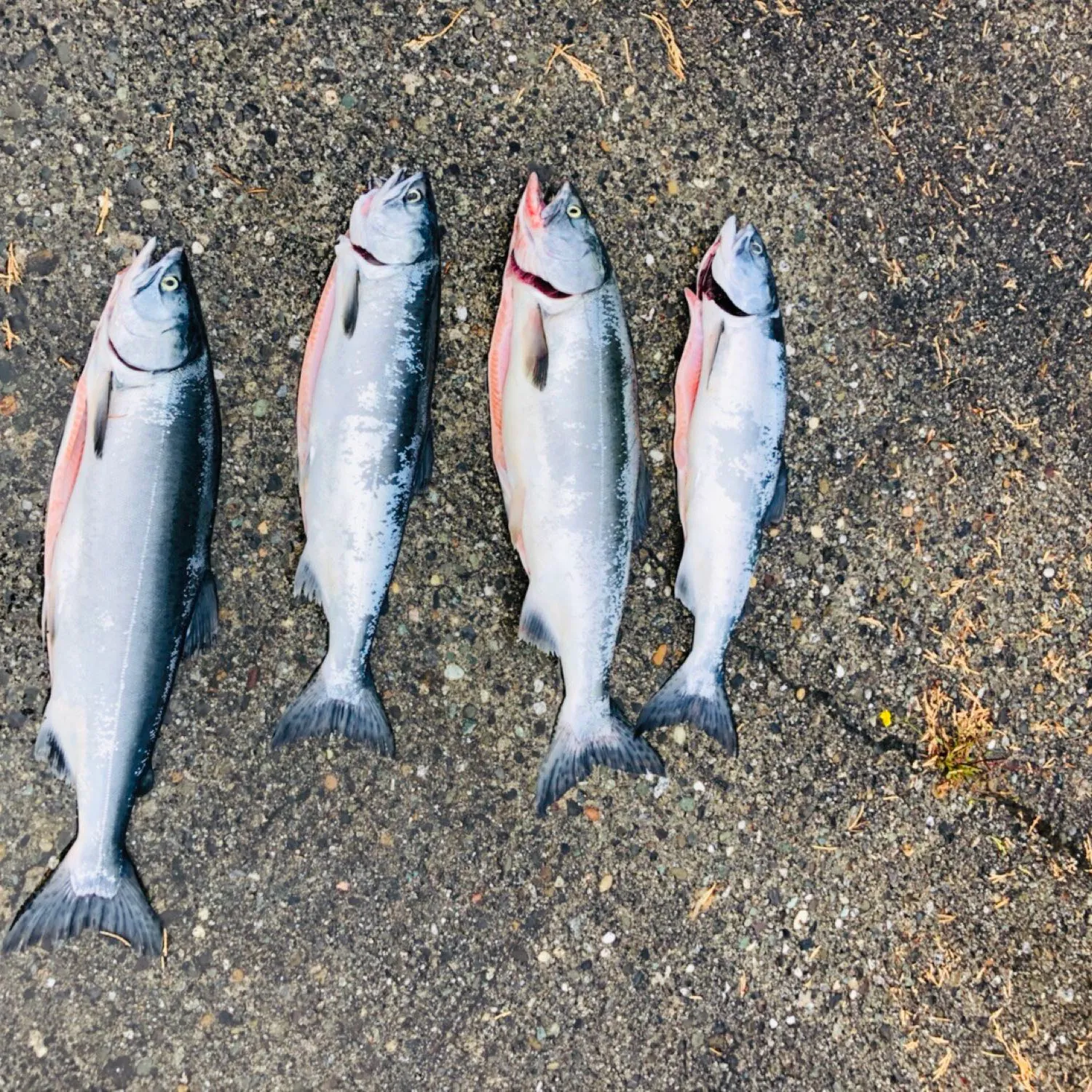 recently logged catches