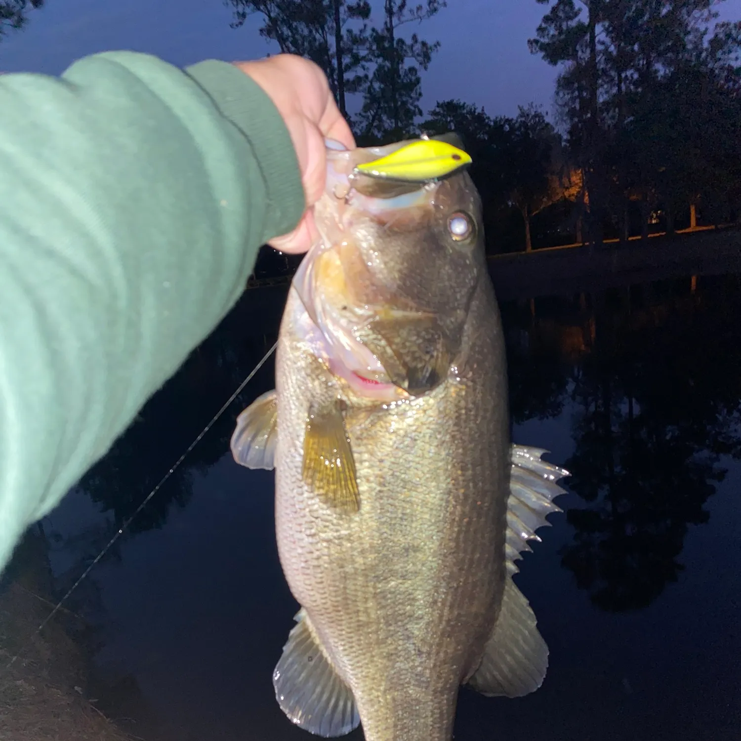 The most popular recent Florida bass catch on Fishbrain