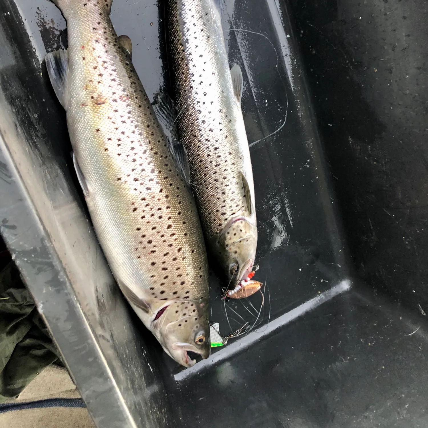 recently logged catches