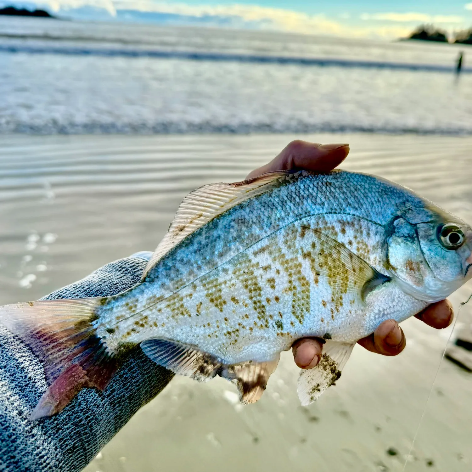 The most popular recent Calico surfperch catch on Fishbrain