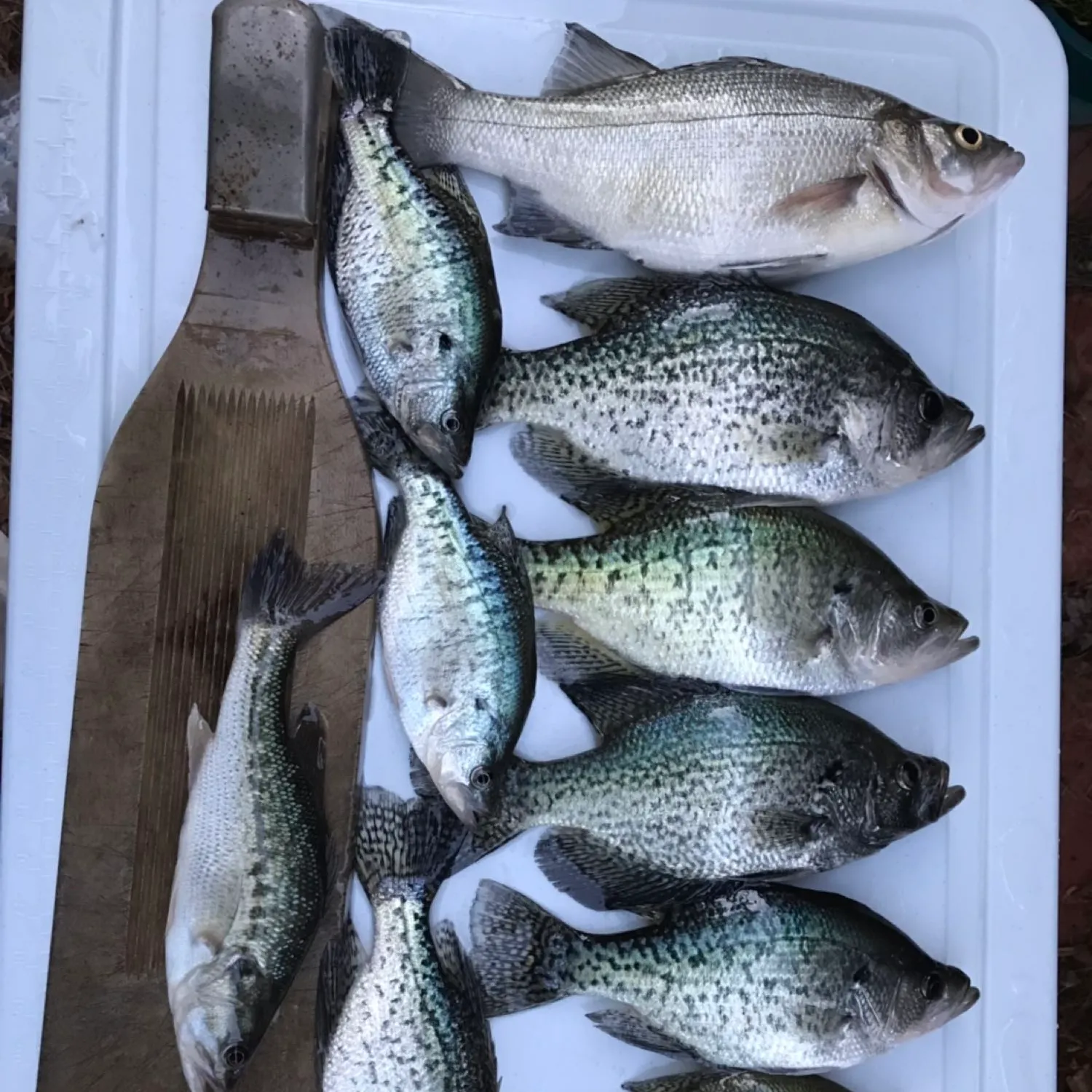 recently logged catches