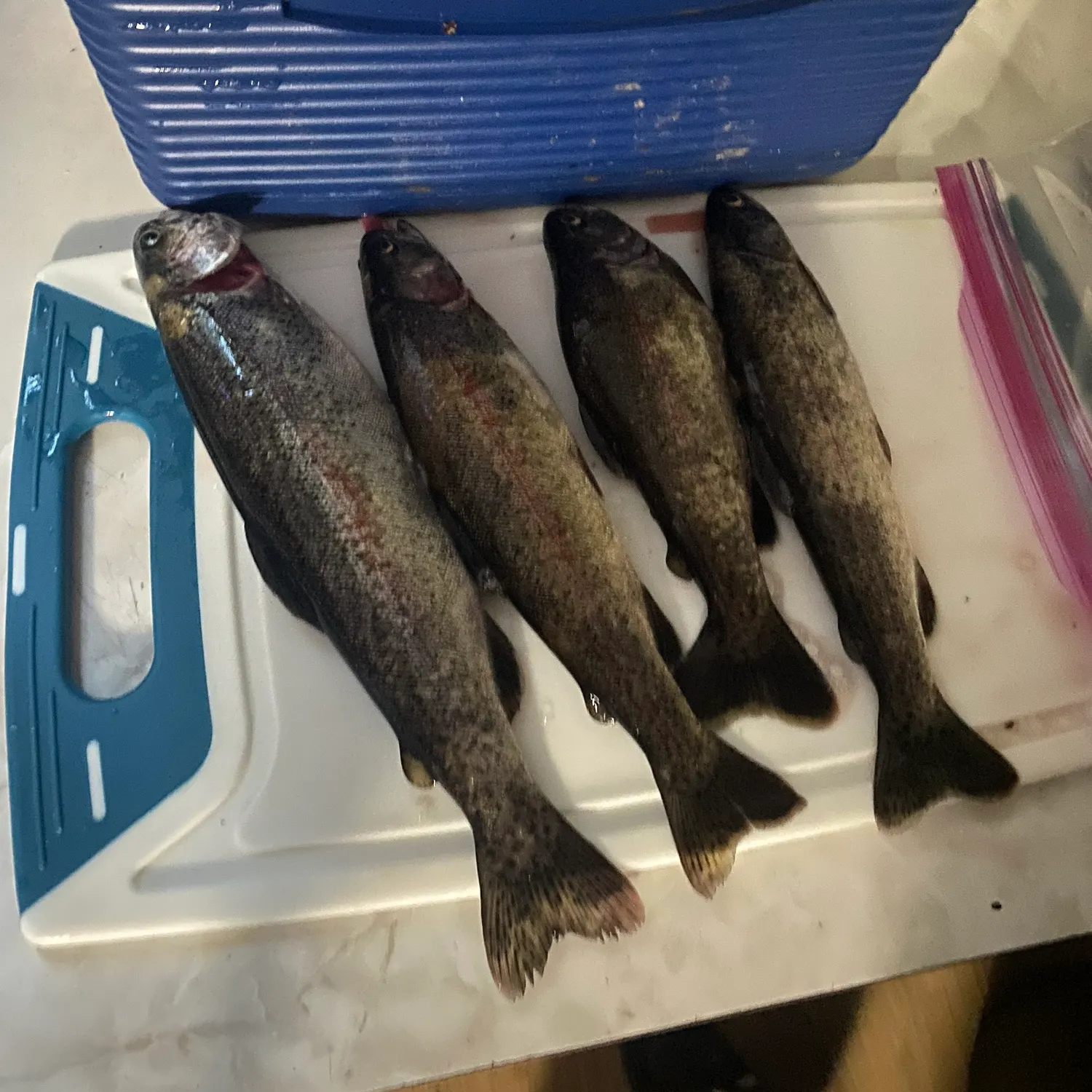 recently logged catches