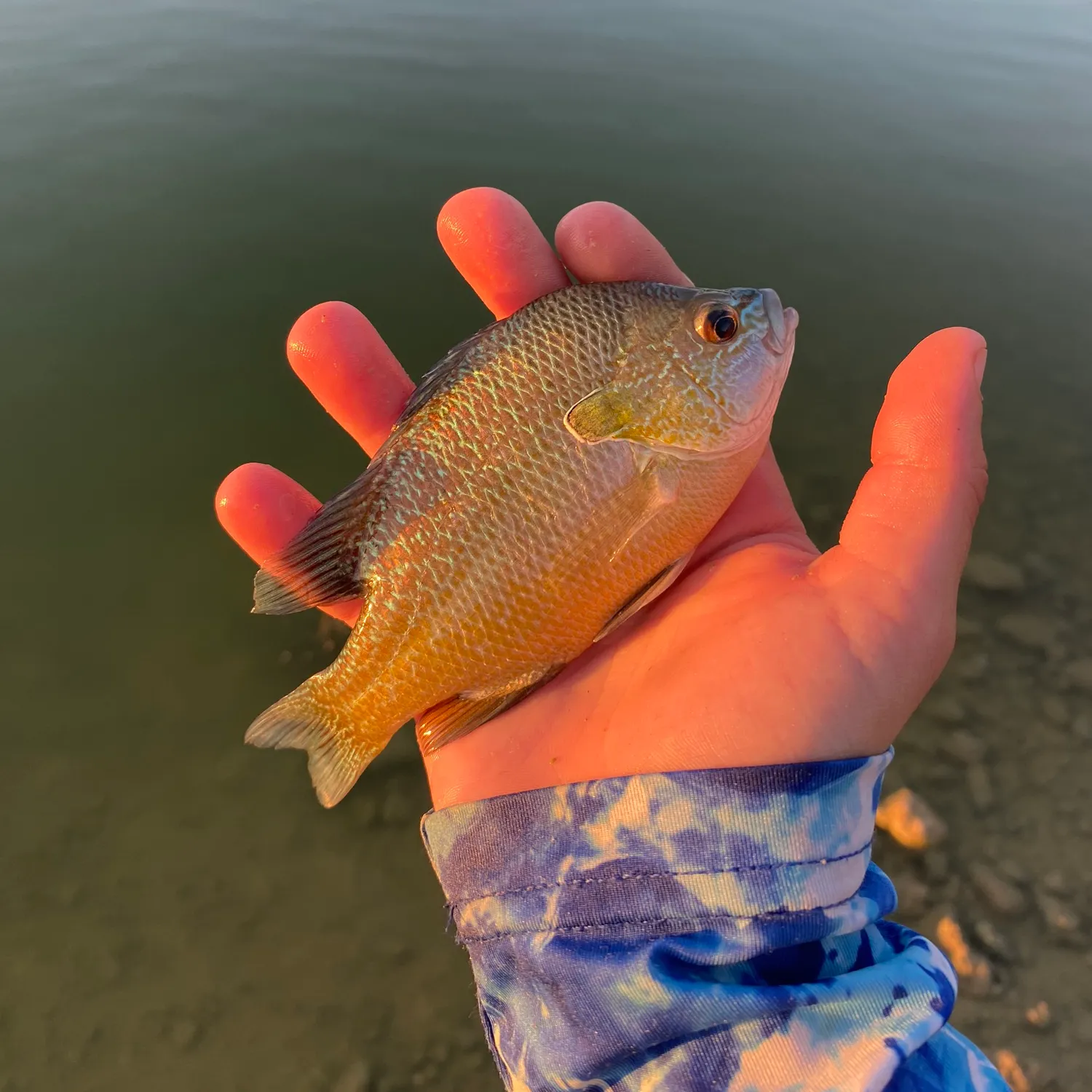 The most popular recent Plains longear sunfish catch on Fishbrain