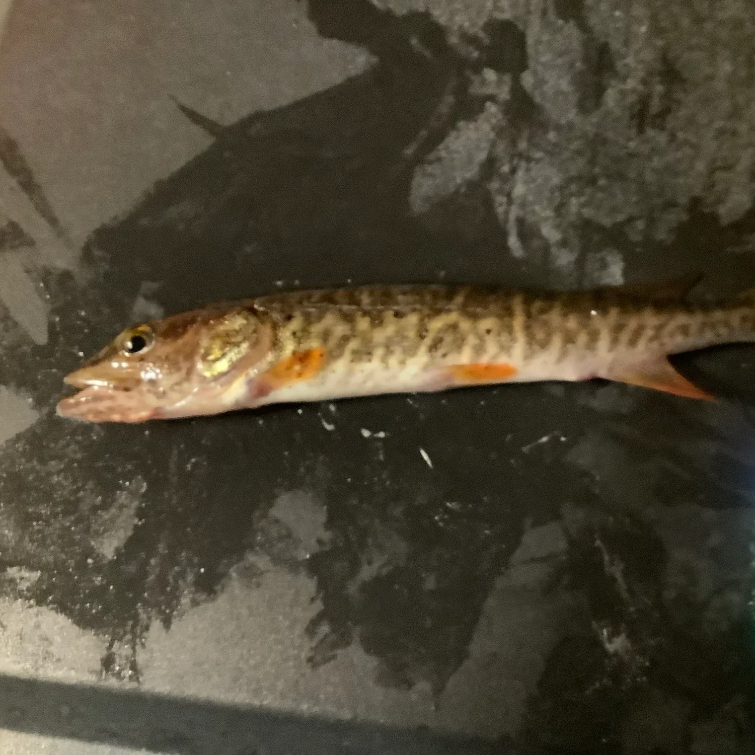 The most popular recent Redfin pickerel catch on Fishbrain