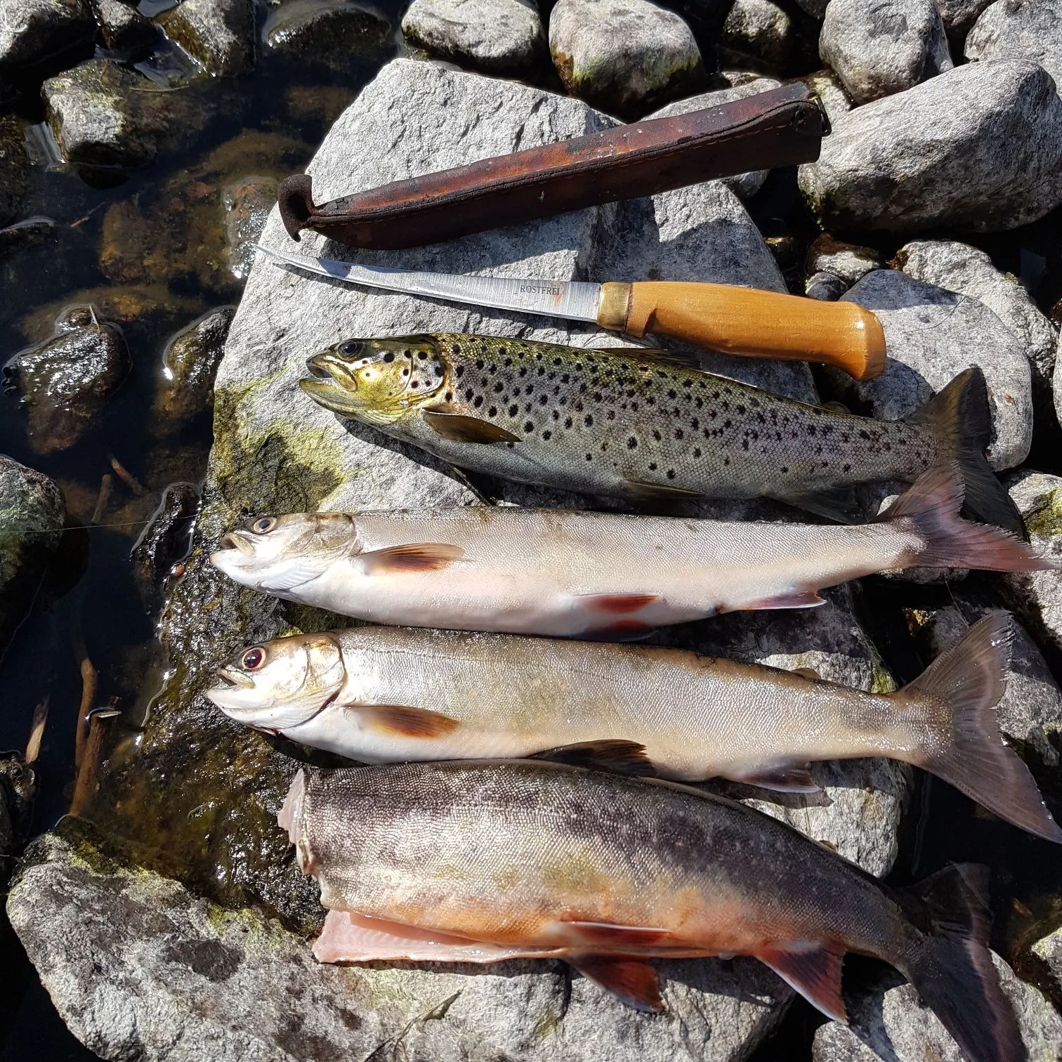 recently logged catches