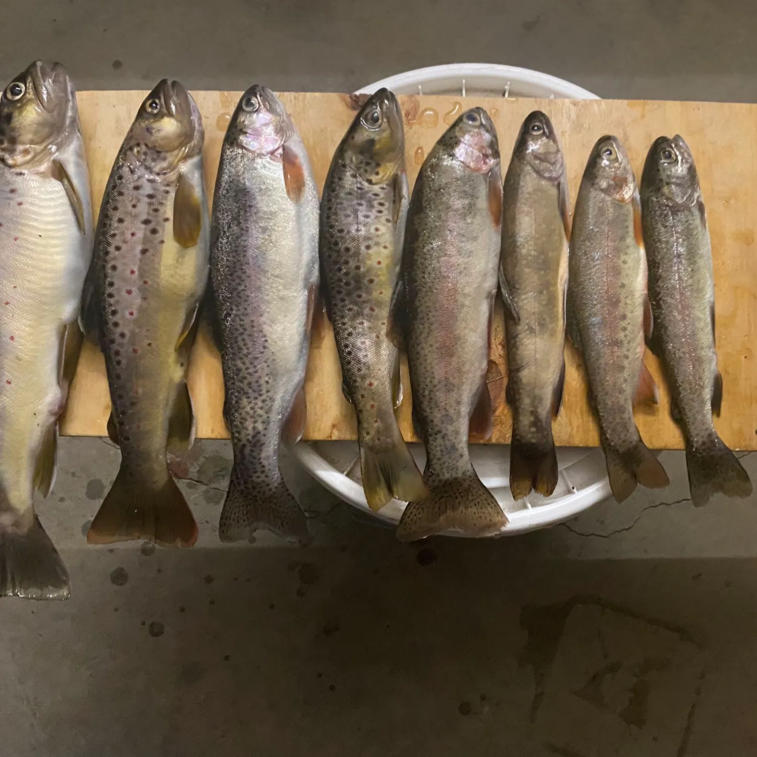 recently logged catches