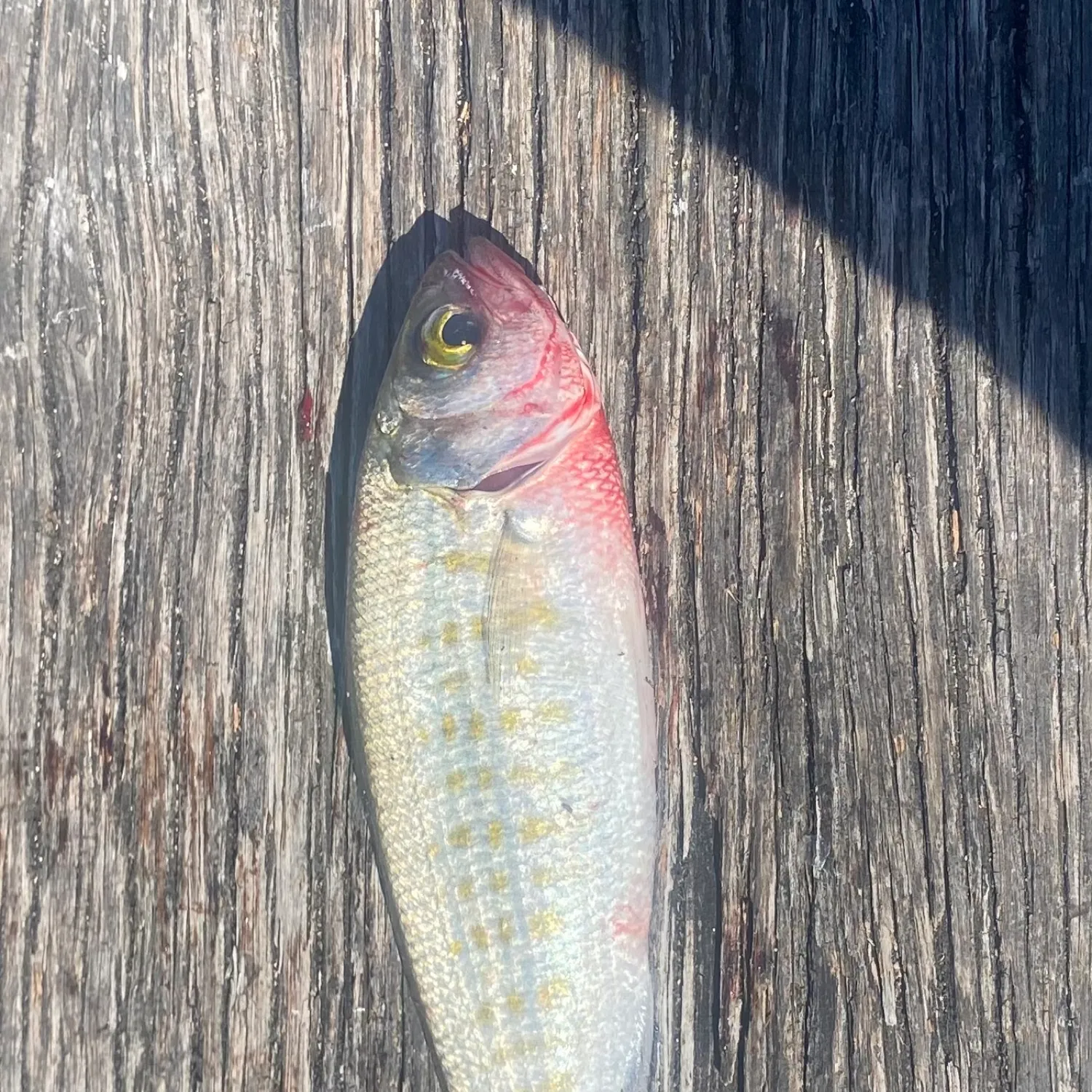 The most popular recent Australian ruff catch on Fishbrain