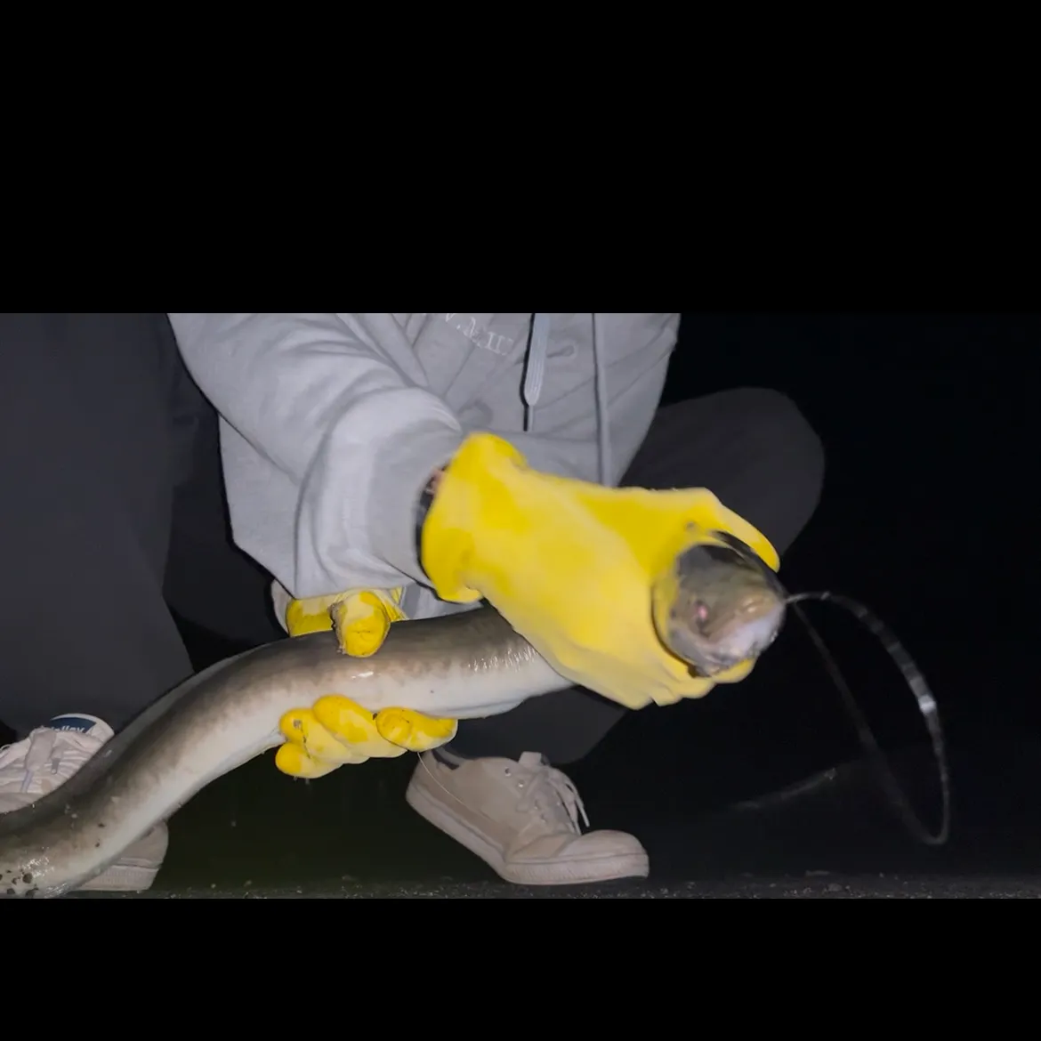 The most popular recent Speckled longfin eel catch on Fishbrain