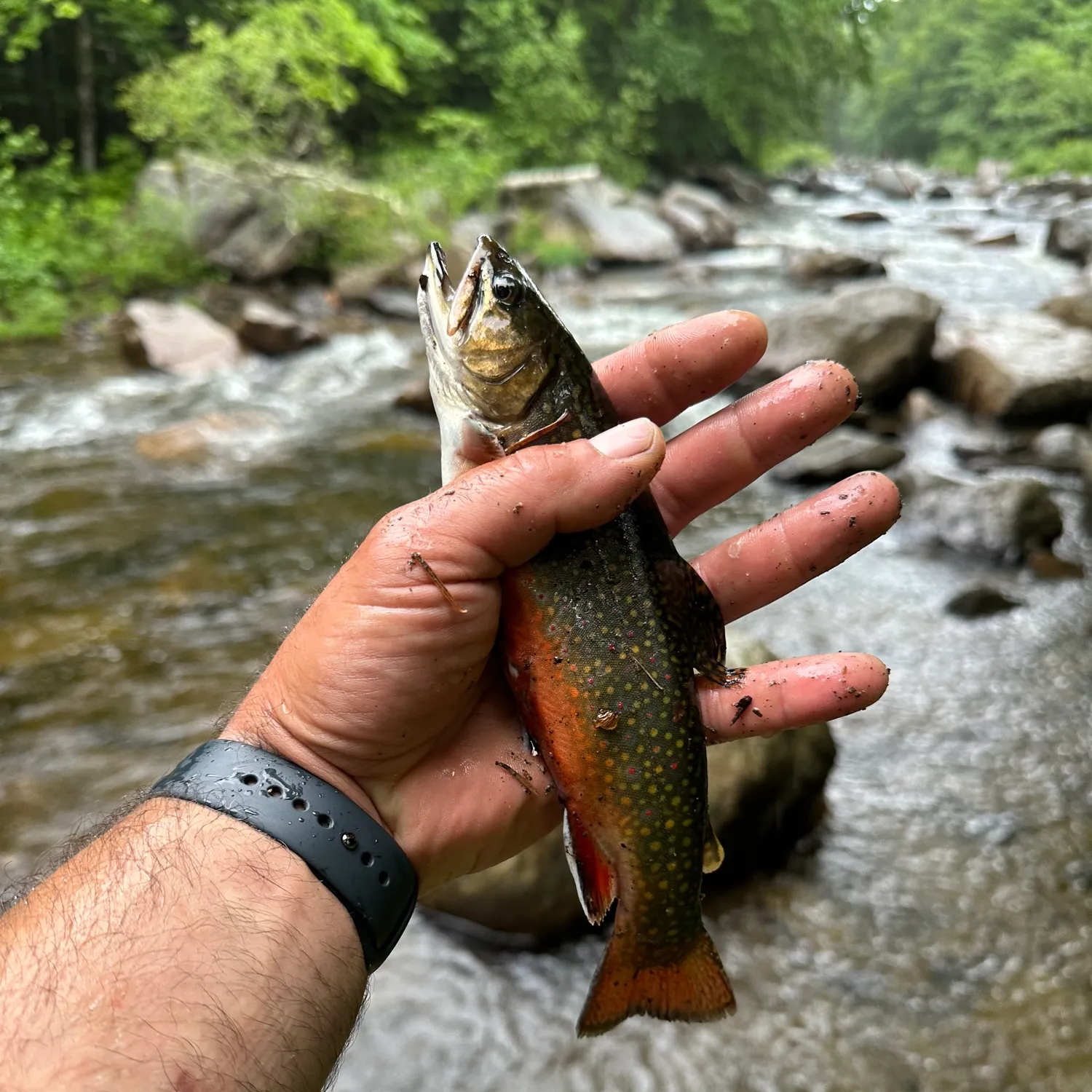 recently logged catches