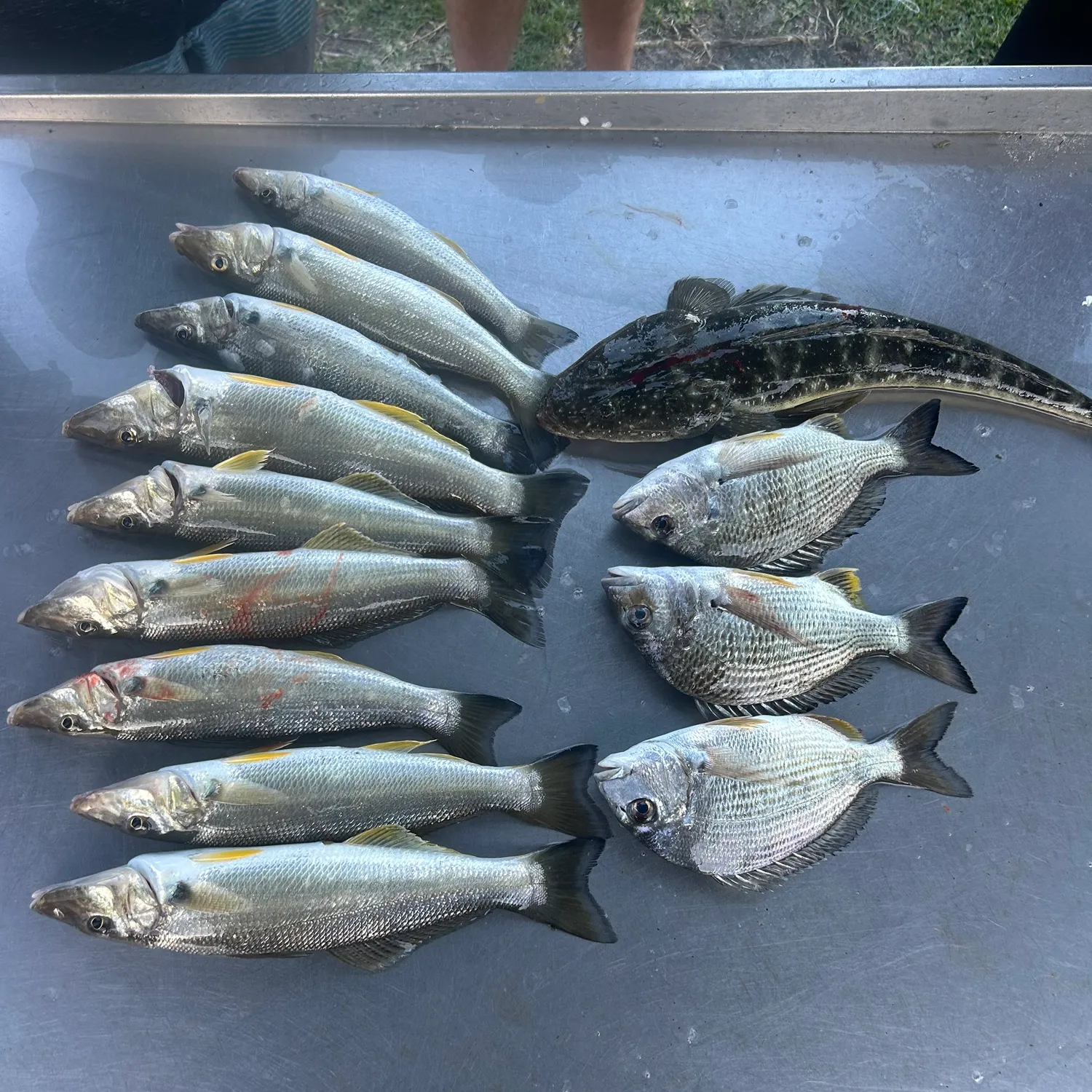 recently logged catches