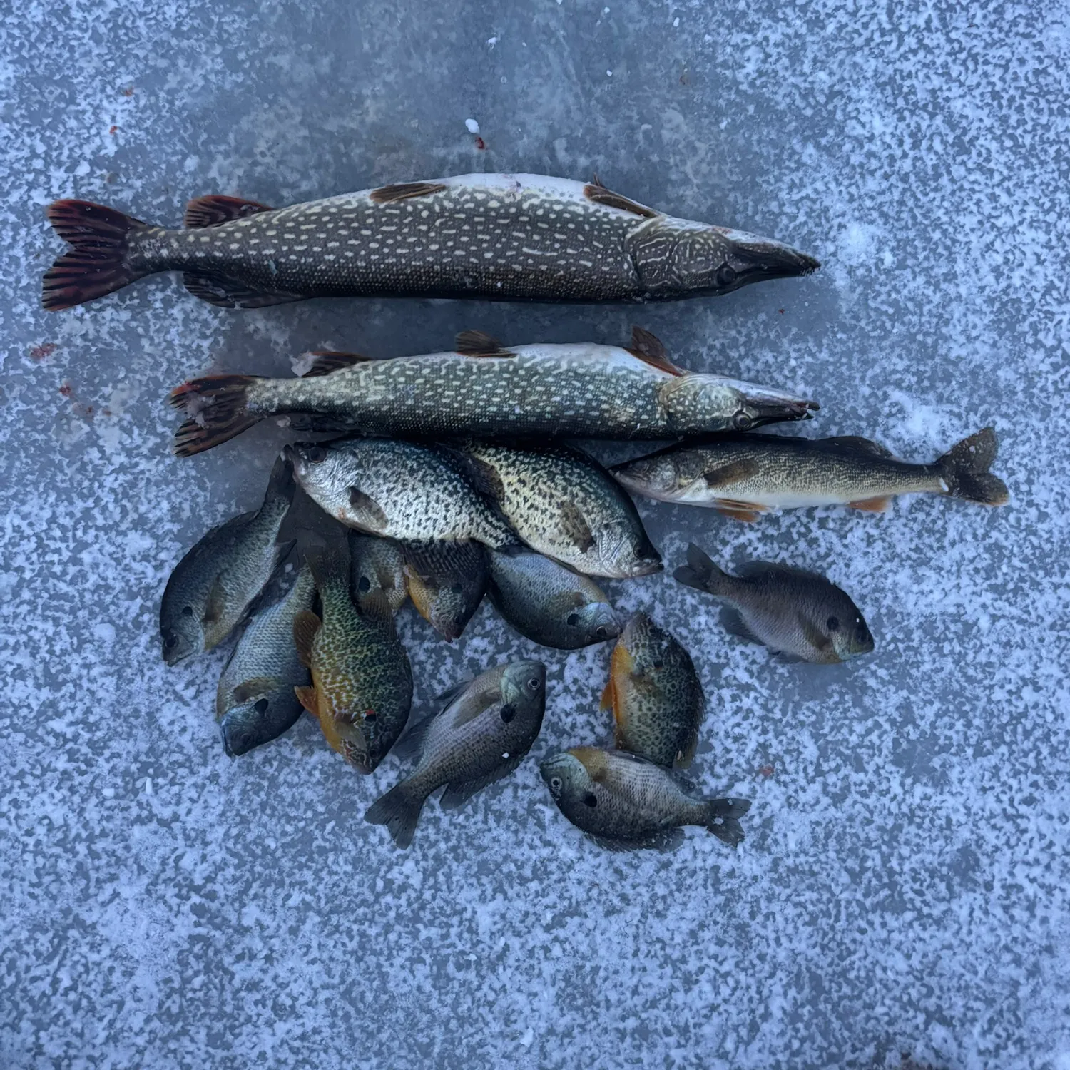 recently logged catches