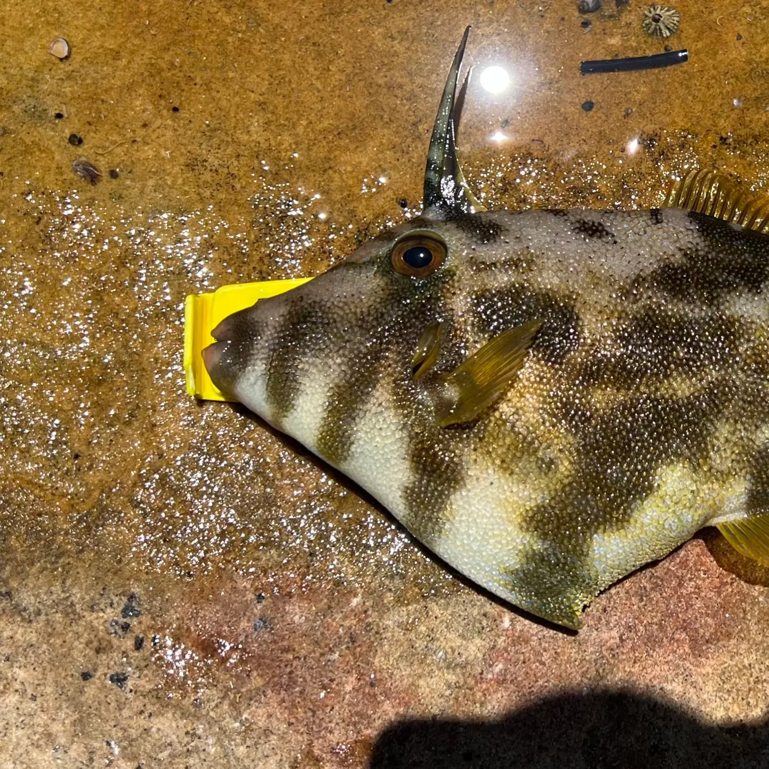 The most popular recent Rough Leatherjacket catch on Fishbrain