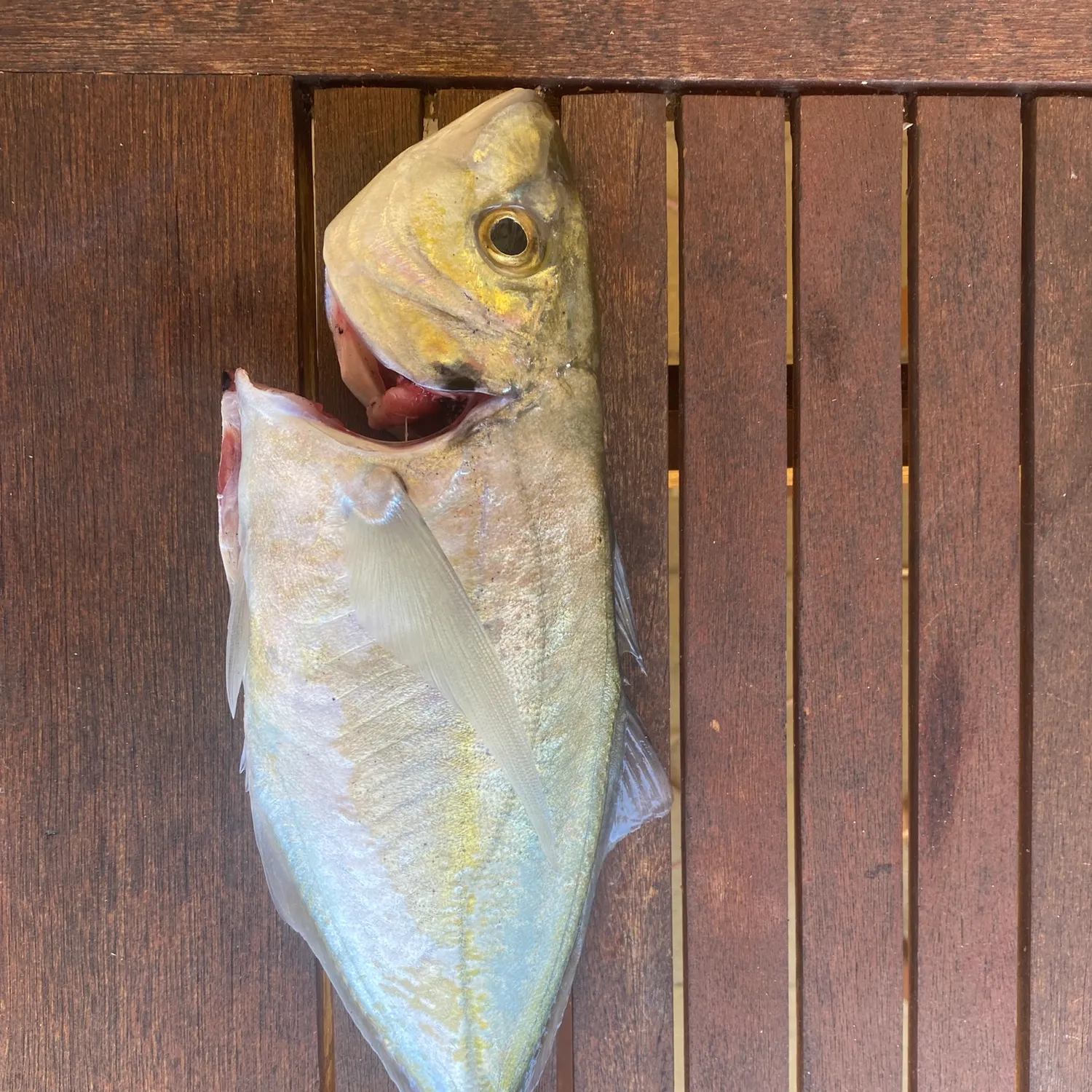 The most popular recent Whitefin trevally catch on Fishbrain