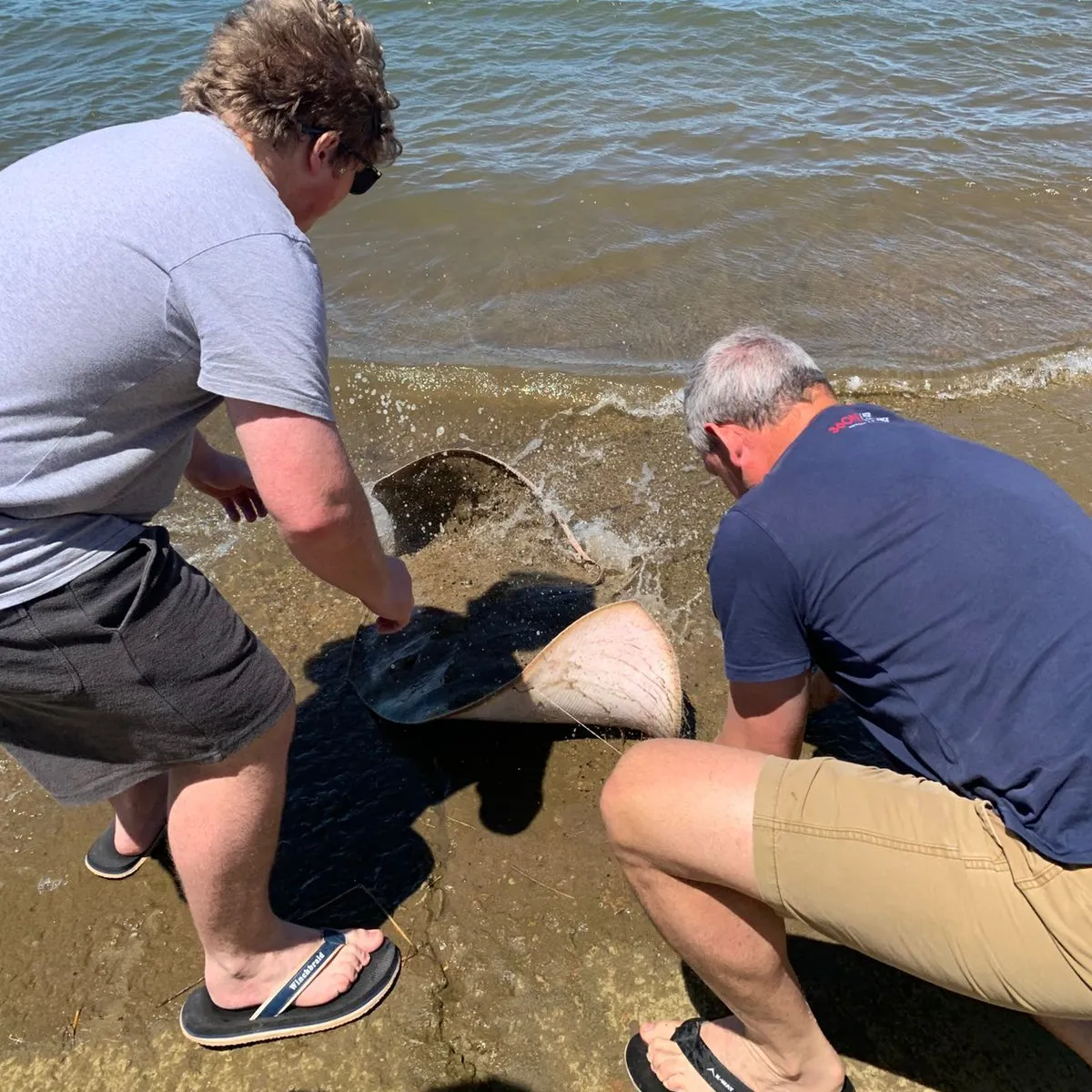 The most popular recent Backwater butterfly ray catch on Fishbrain