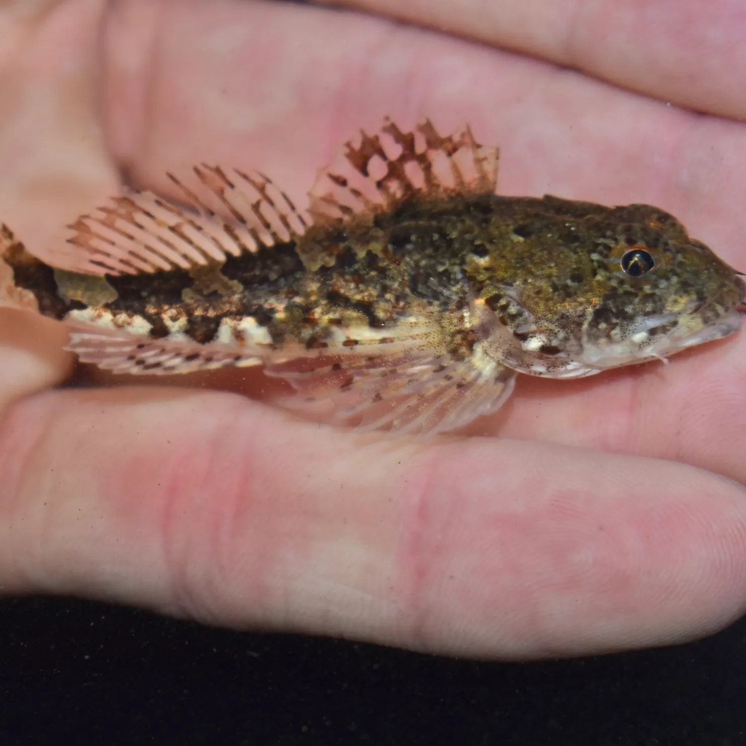 The most popular recent Grubby sculpin catch on Fishbrain